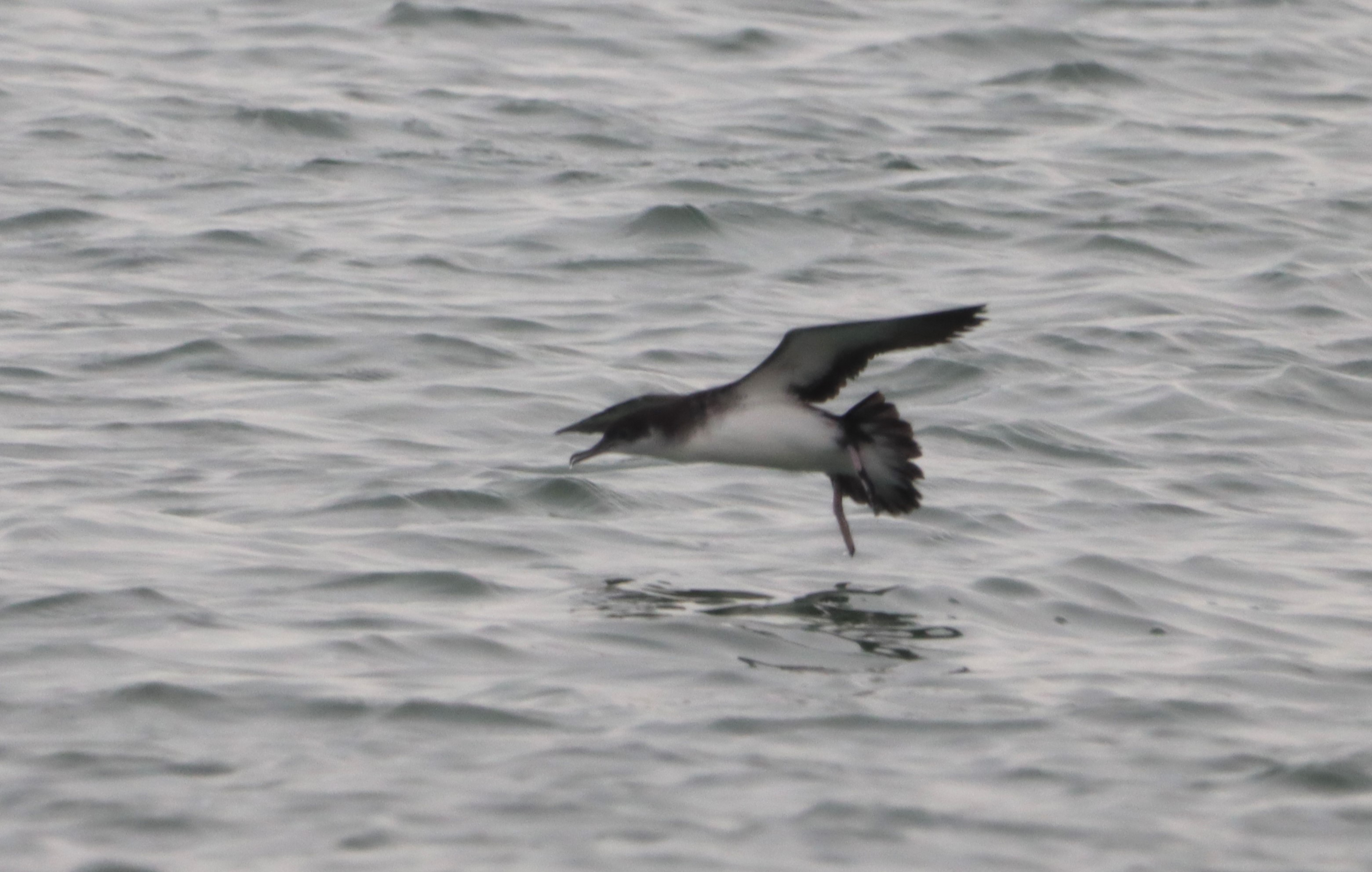 Manx Shearwater - 04-10-2023