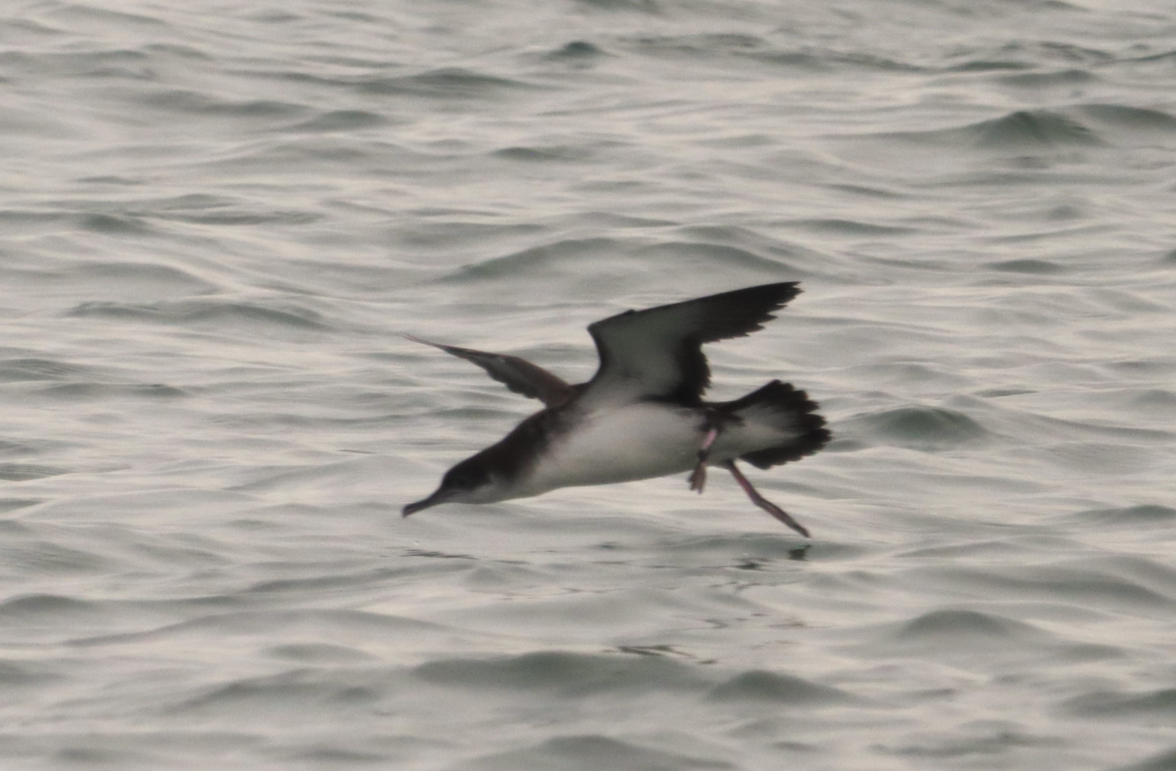 Manx Shearwater - 04-10-2023