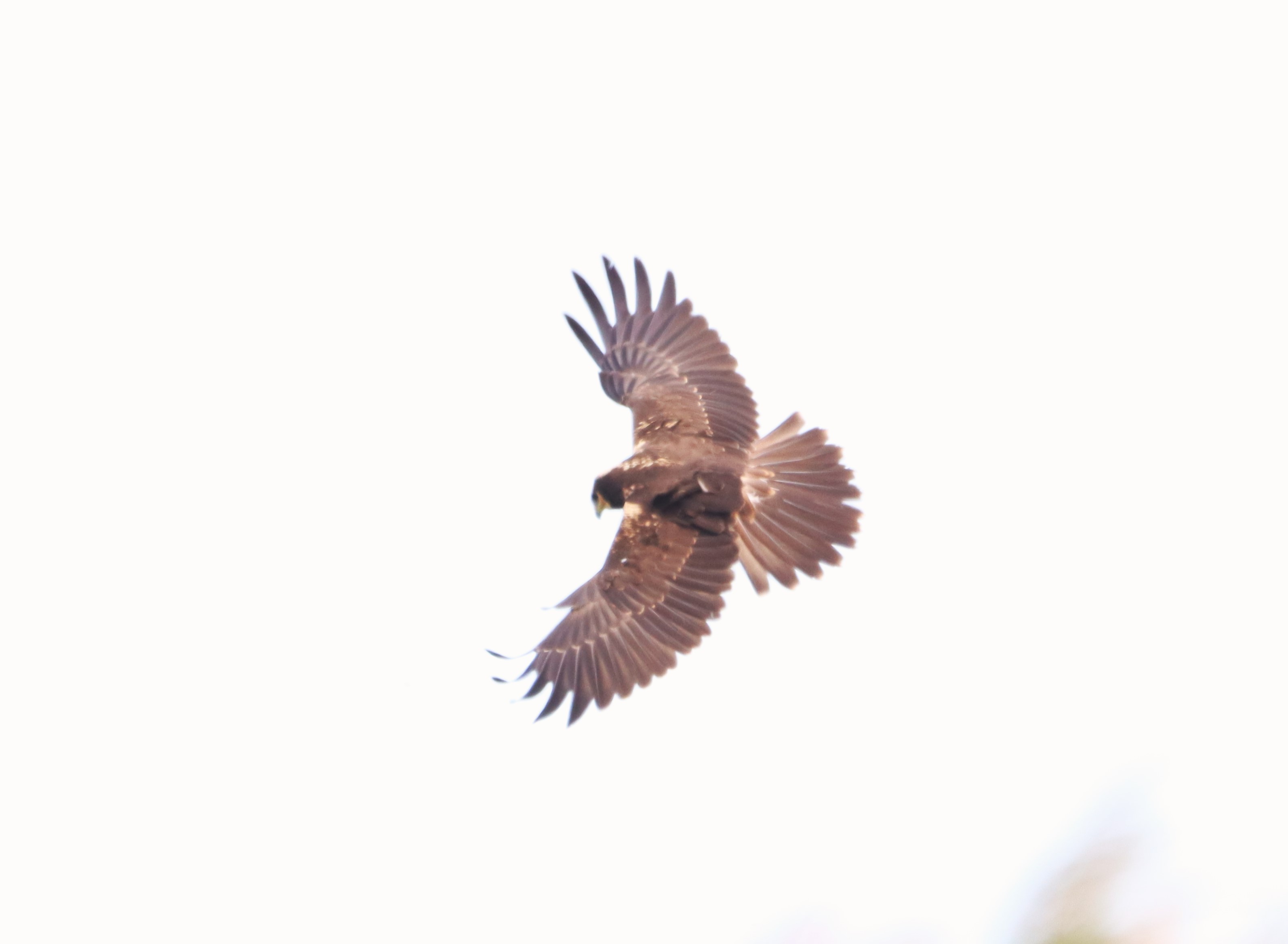 Marsh Harrier - 15-08-2026