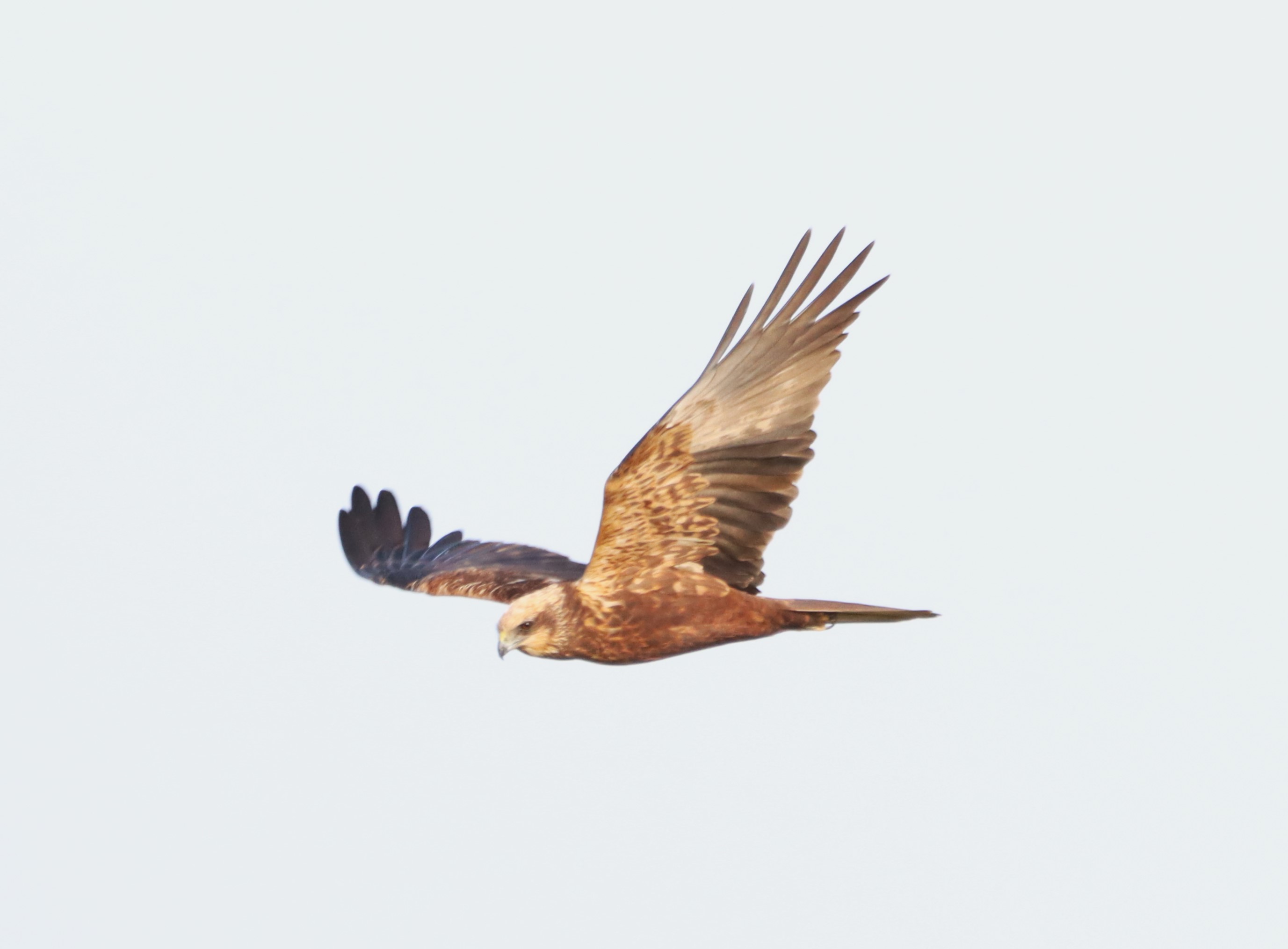 Marsh Harrier - 23-02-2026