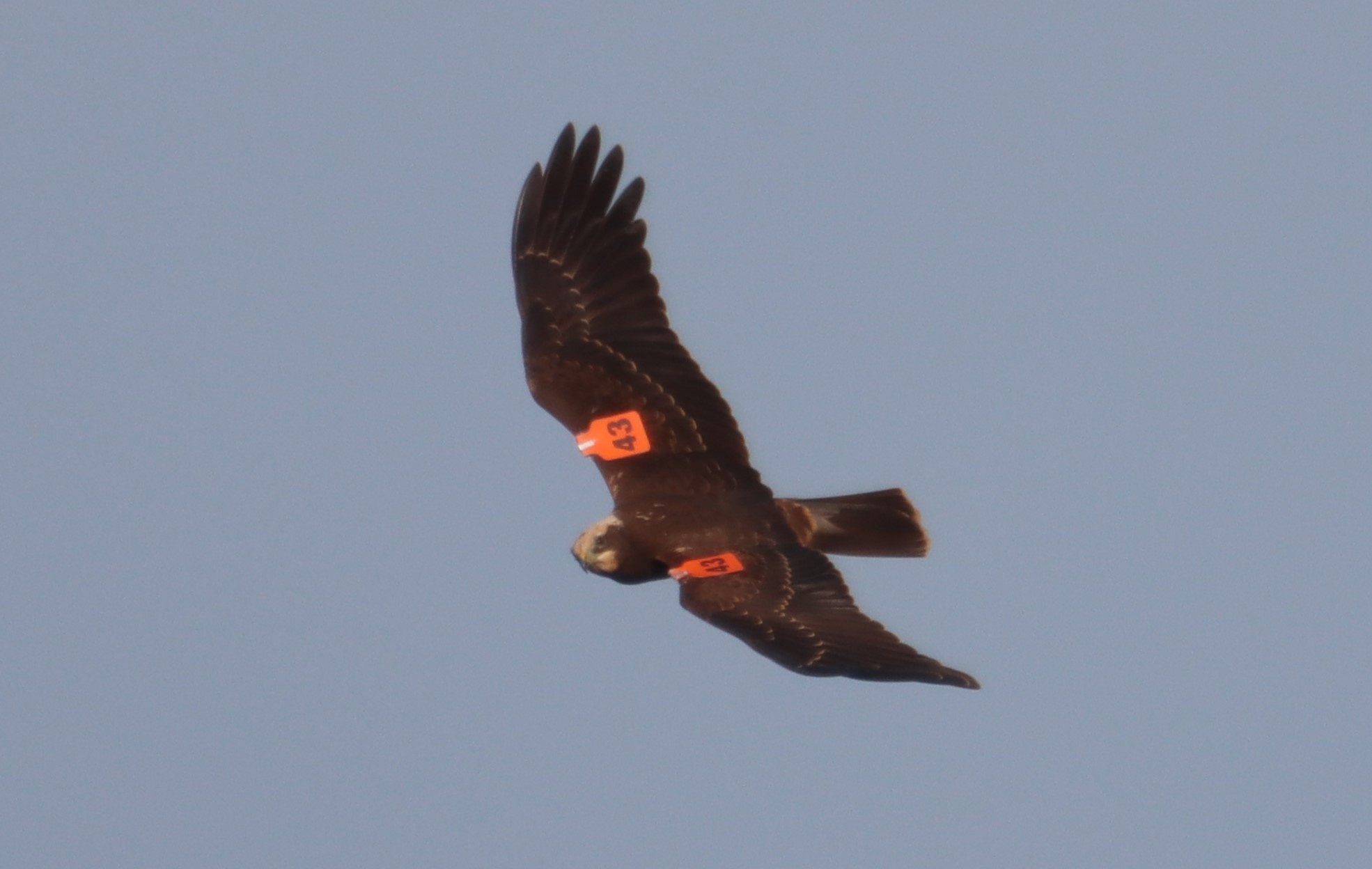 Marsh Harrier - 04-10-2023