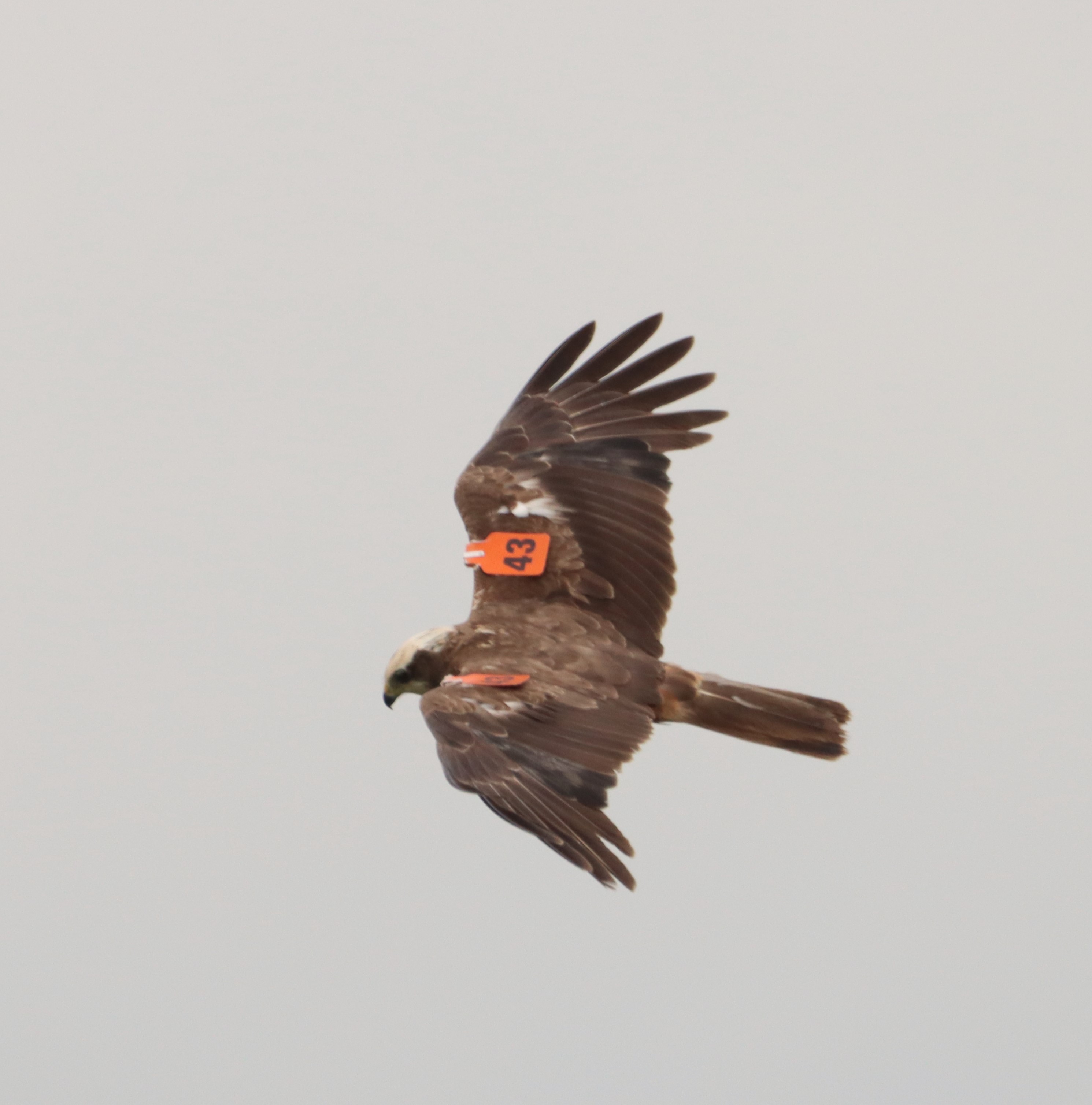 Marsh Harrier - 14-06-2024