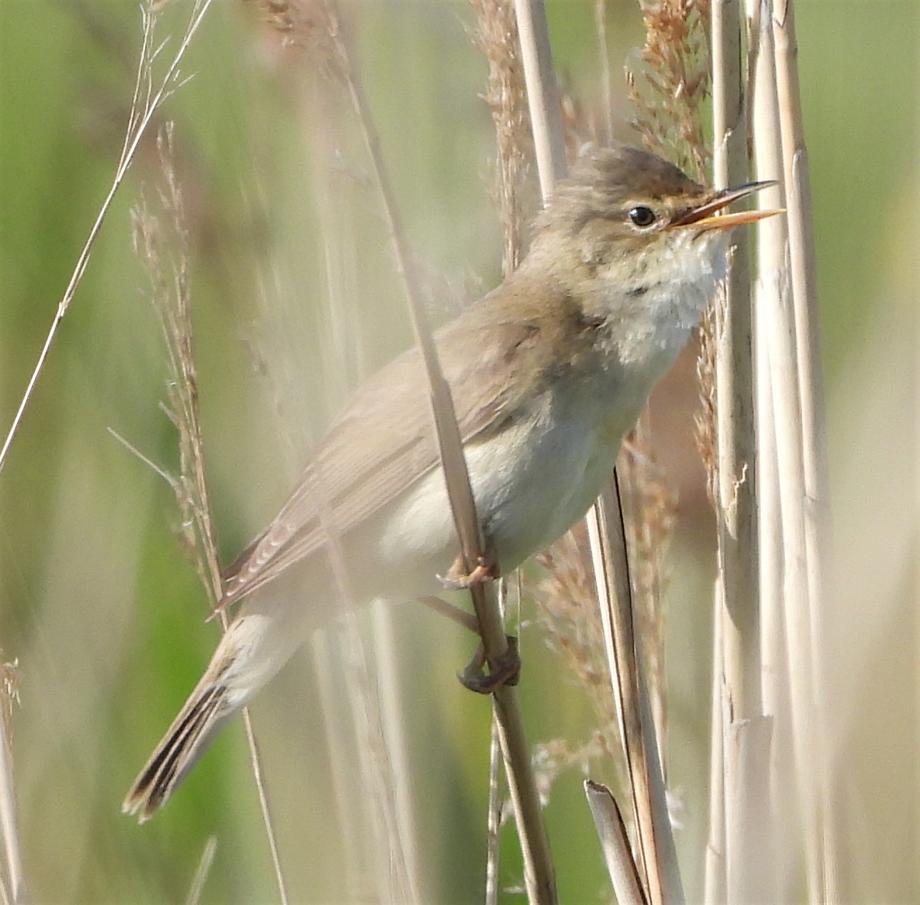 Marsh Warbler - 14-06-2021