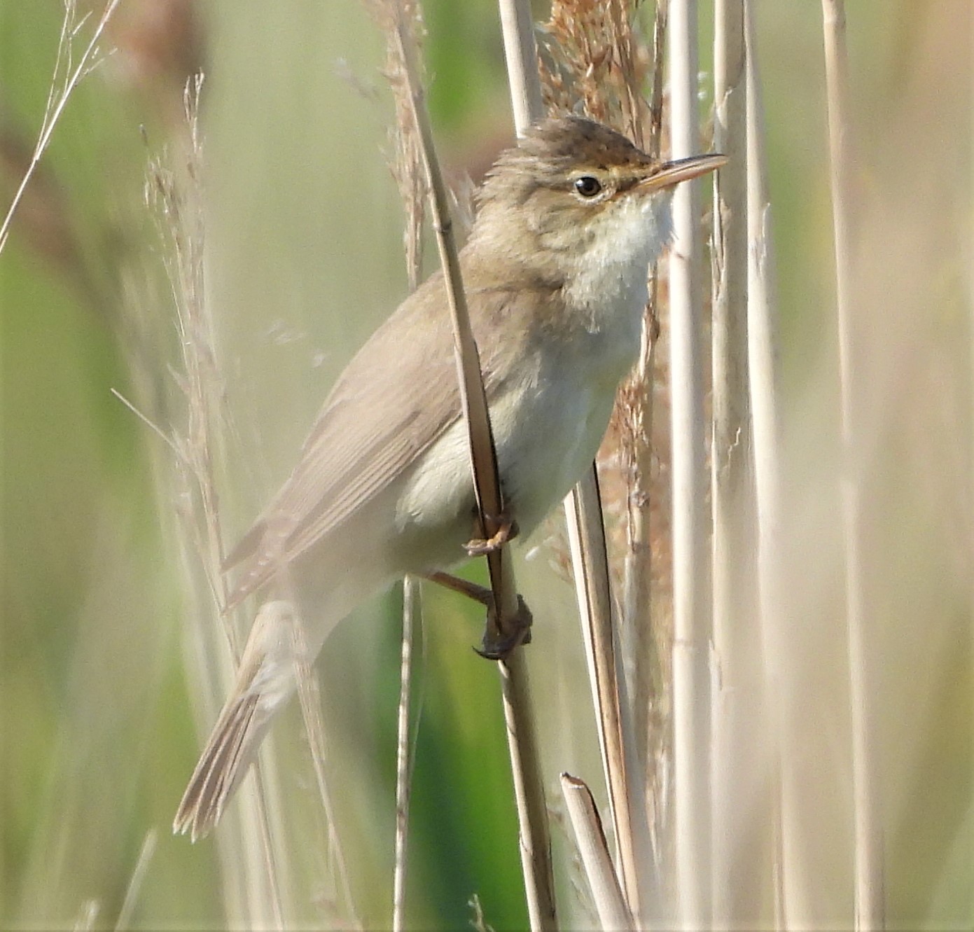 Marsh Warbler - 14-06-2021