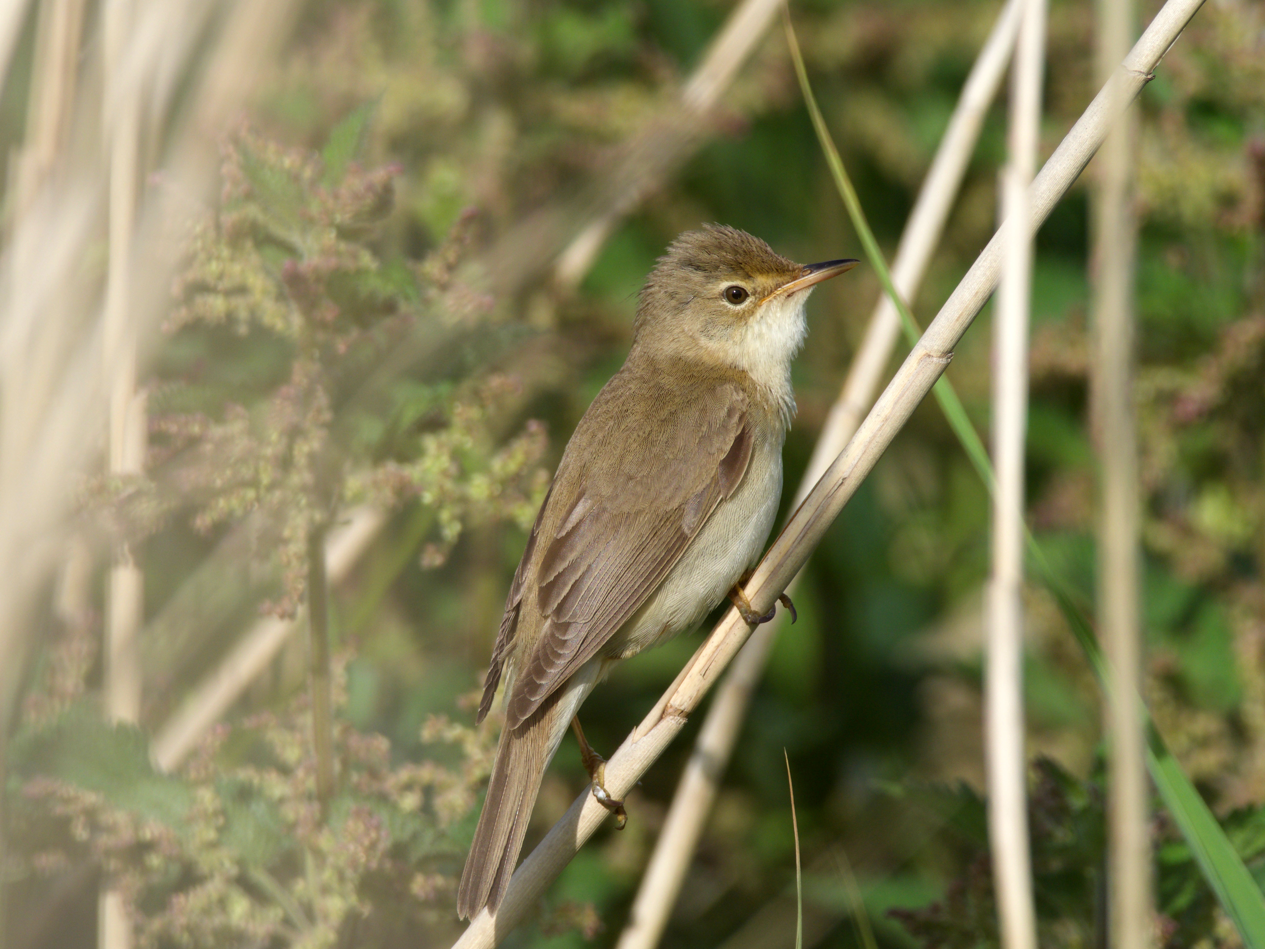 Marsh Warbler - 15-06-2021