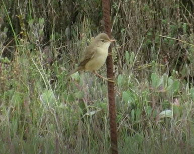 Marsh Warbler - 26-05-2024