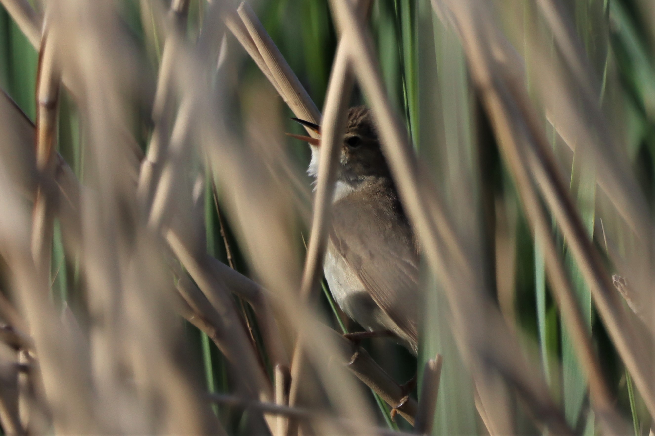 Marsh Warbler - 13-06-2021