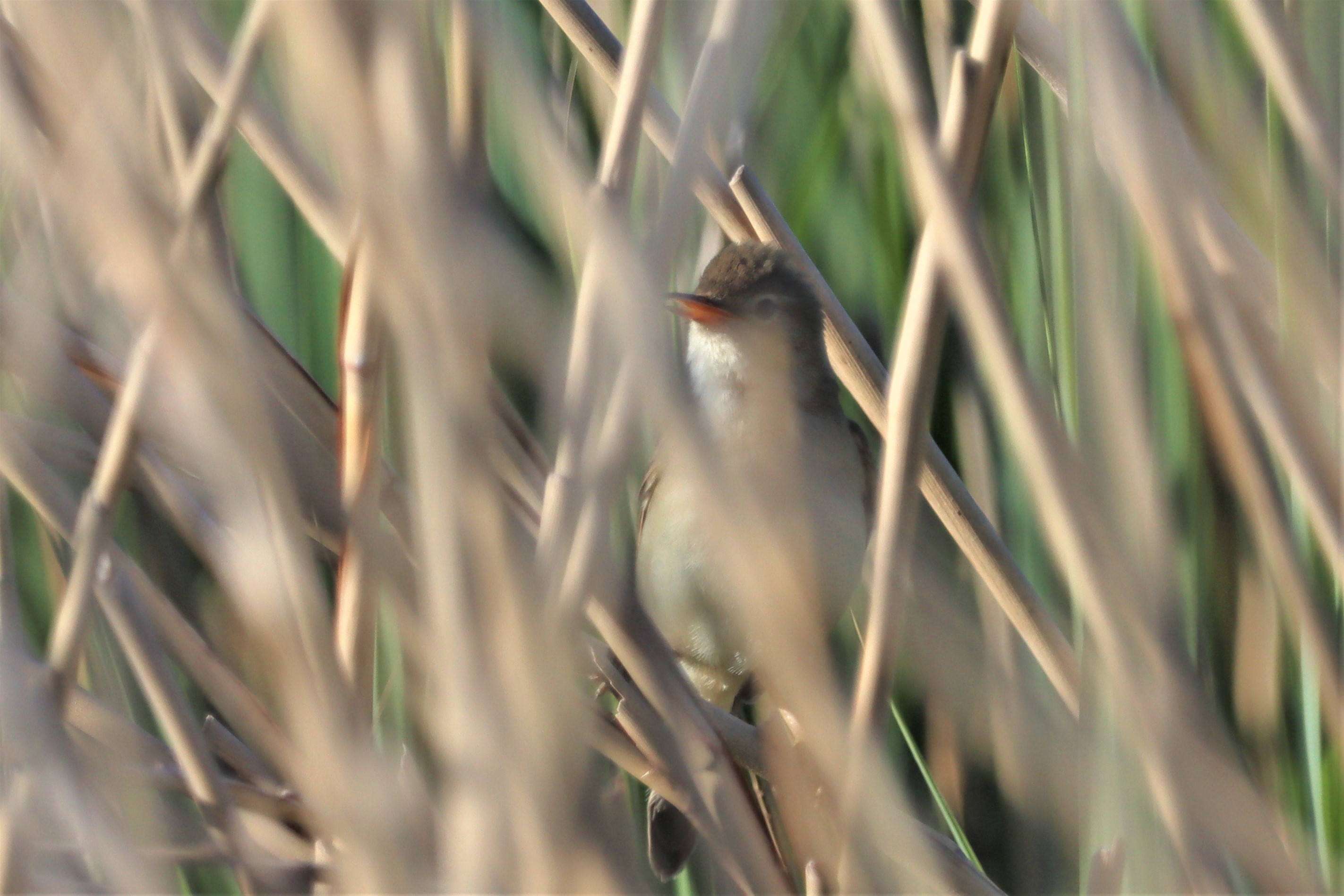 Marsh Warbler - 13-06-2021