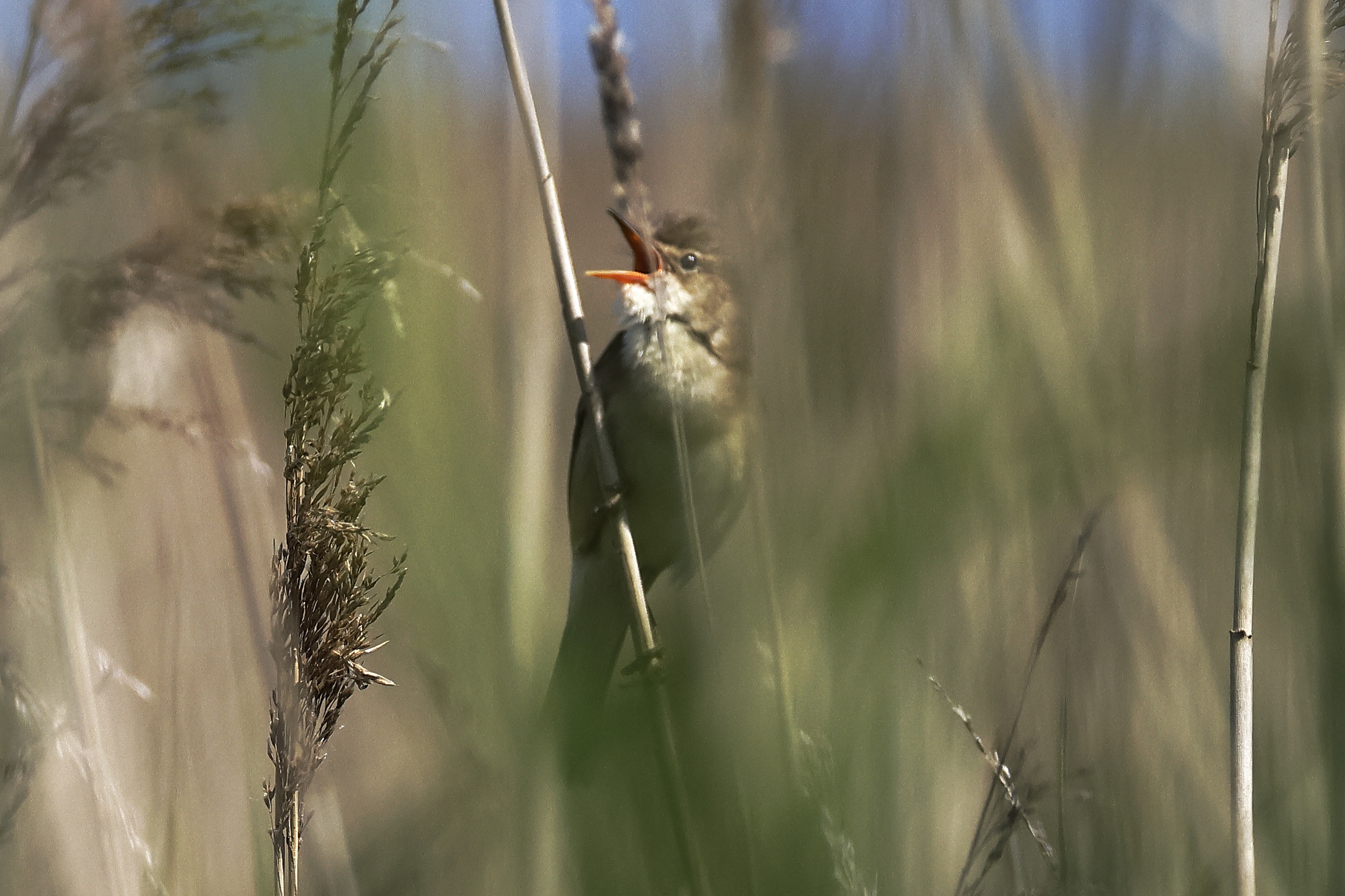 Marsh Warbler - 18-06-2025