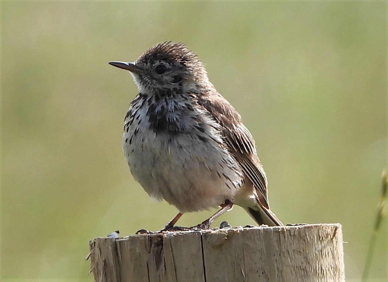 Meadow Pipit - 12-07-2021