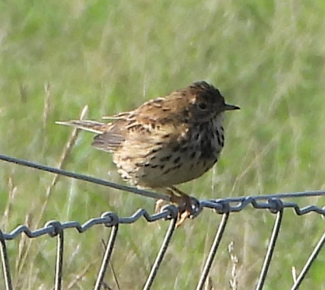 Meadow Pipit - 14-09-2022