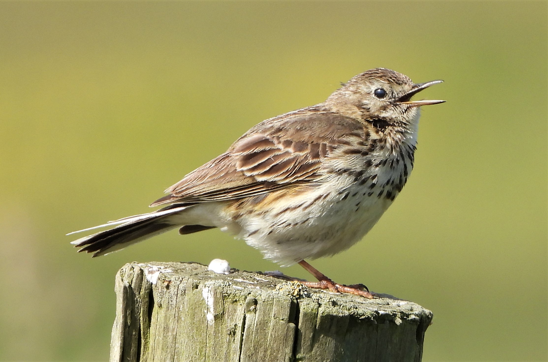 Meadow Pipit - 15-06-2021