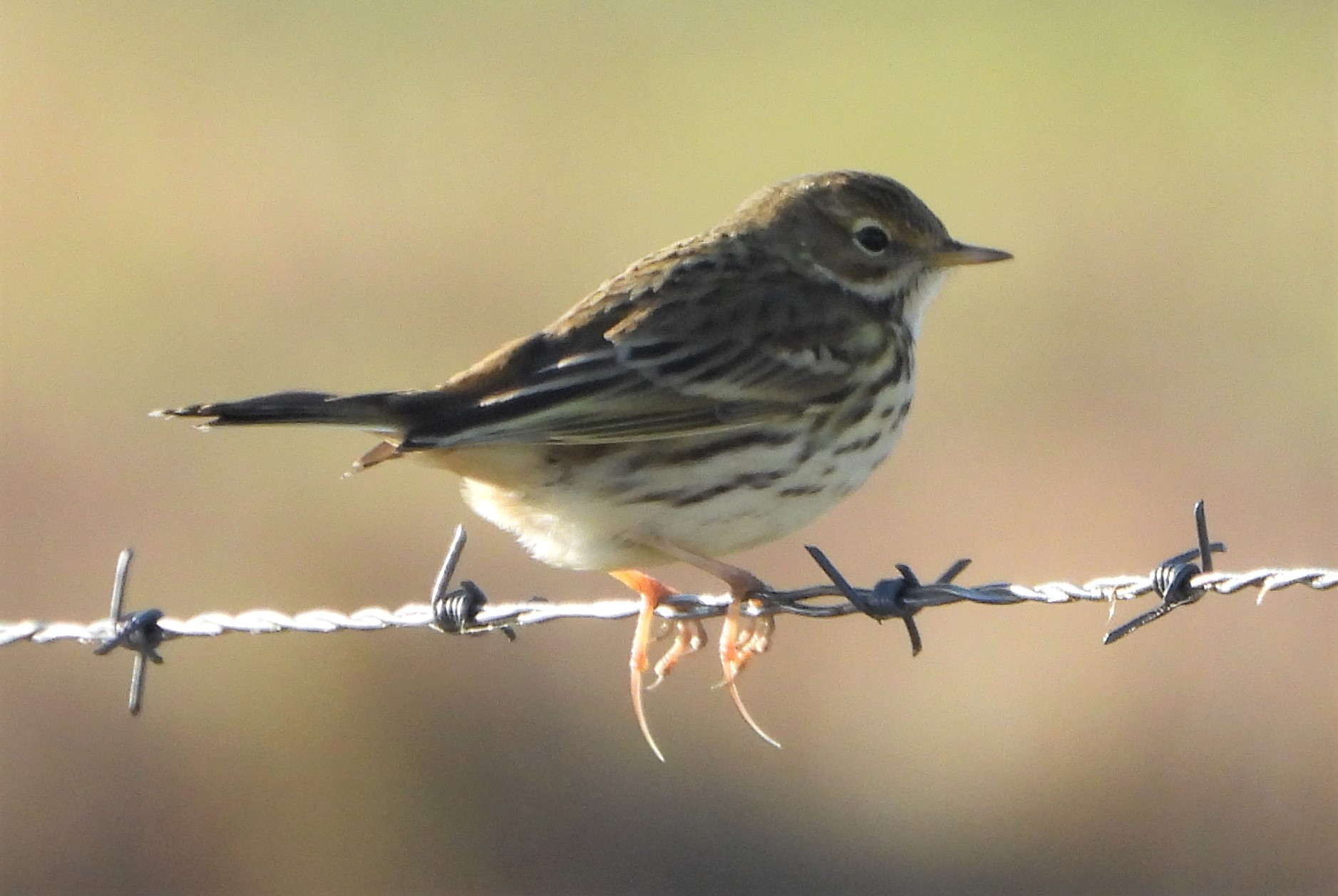 Meadow Pipit - 22-01-2022