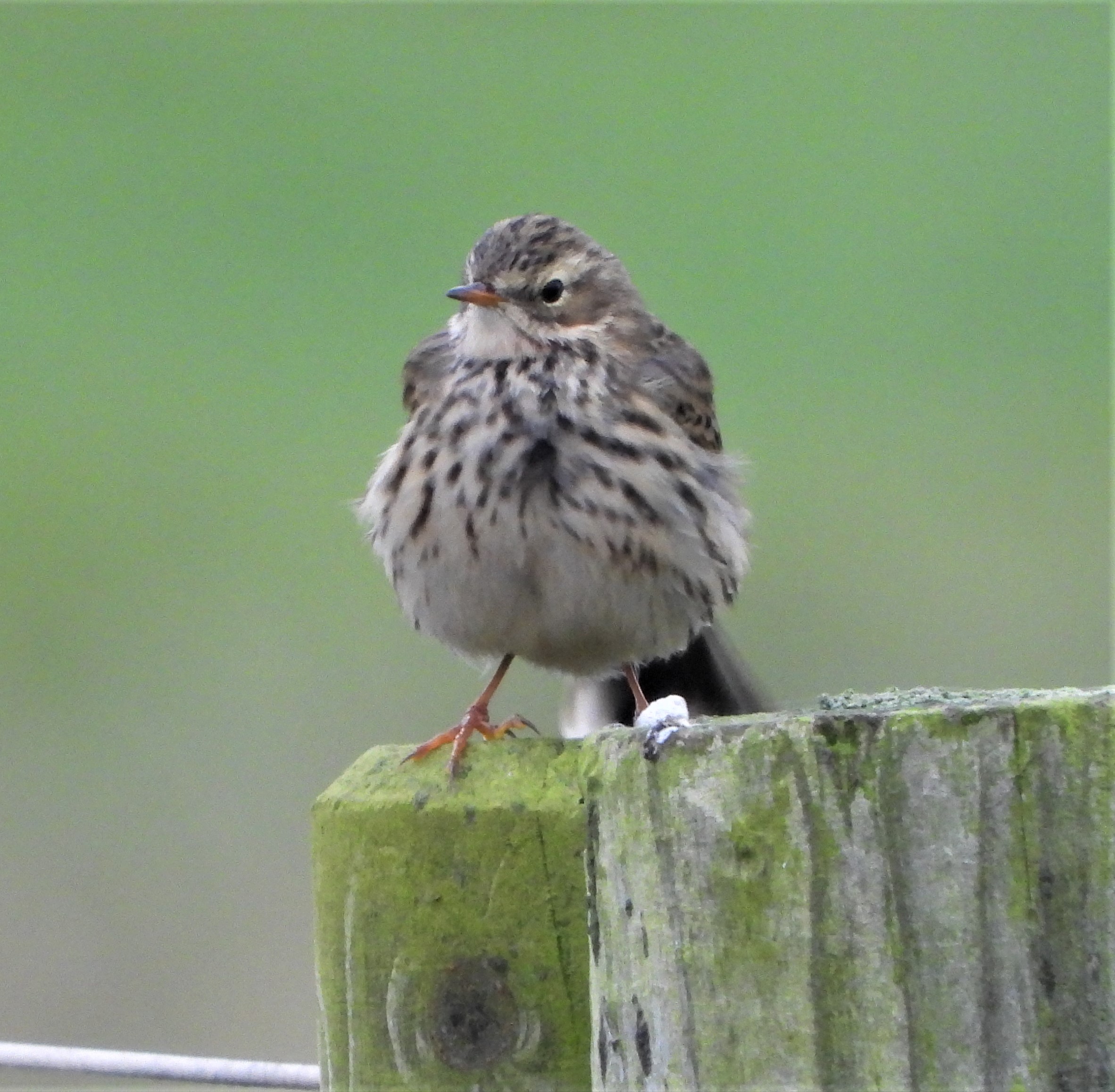 Meadow Pipit - 29-11-2022