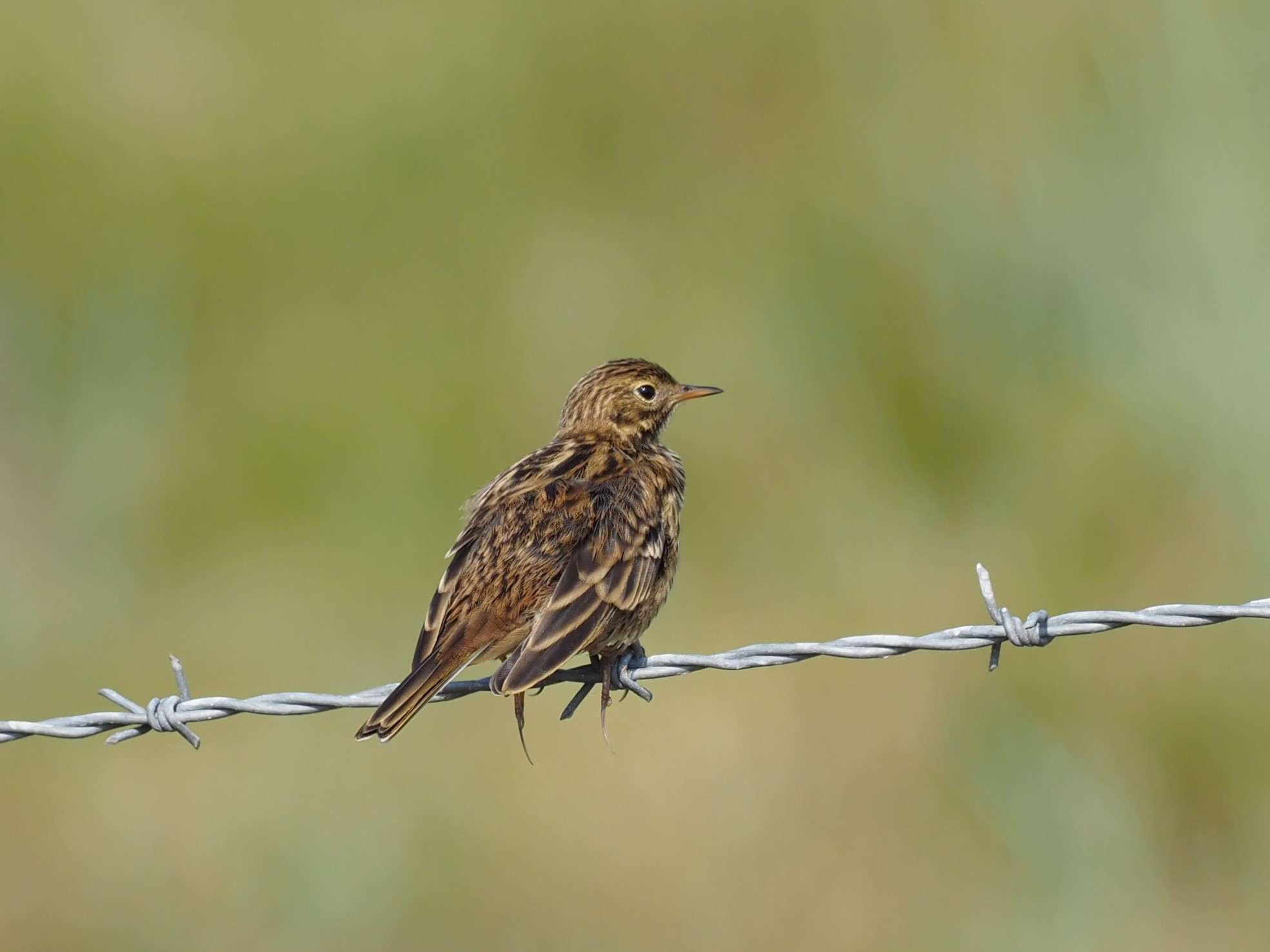 Meadow Pipit - 22-06-2023