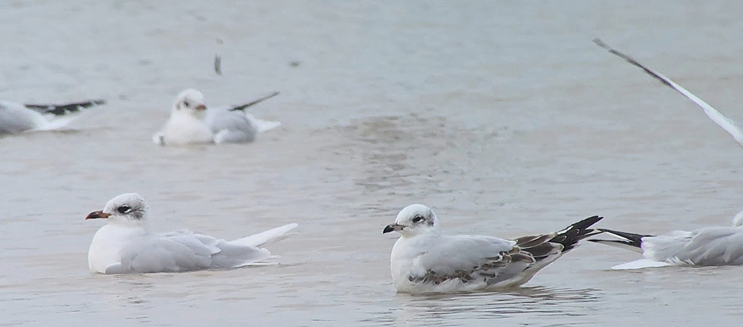 Mediterranean Gull - 14-10-2026