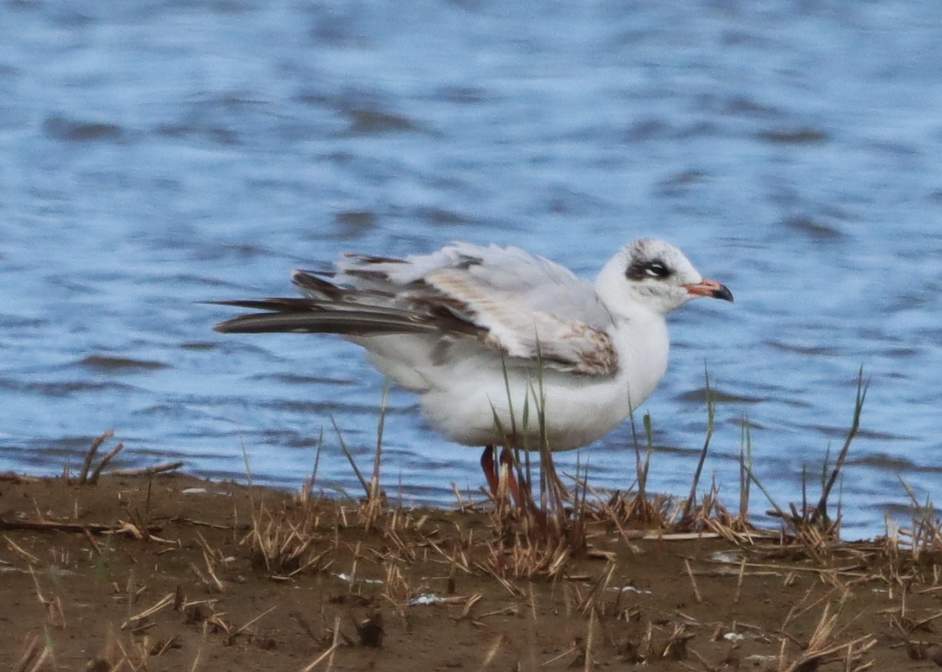 Mediterranean Gull - 16-04-2023