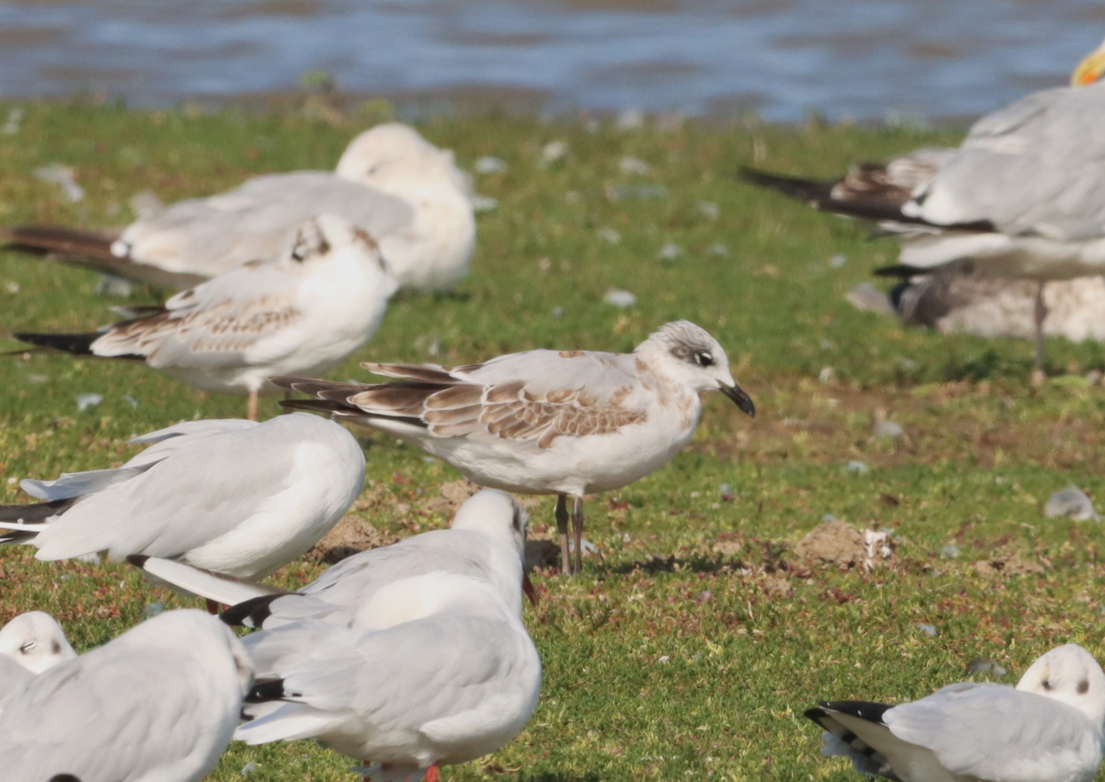 Mediterranean Gull - 02-09-2022