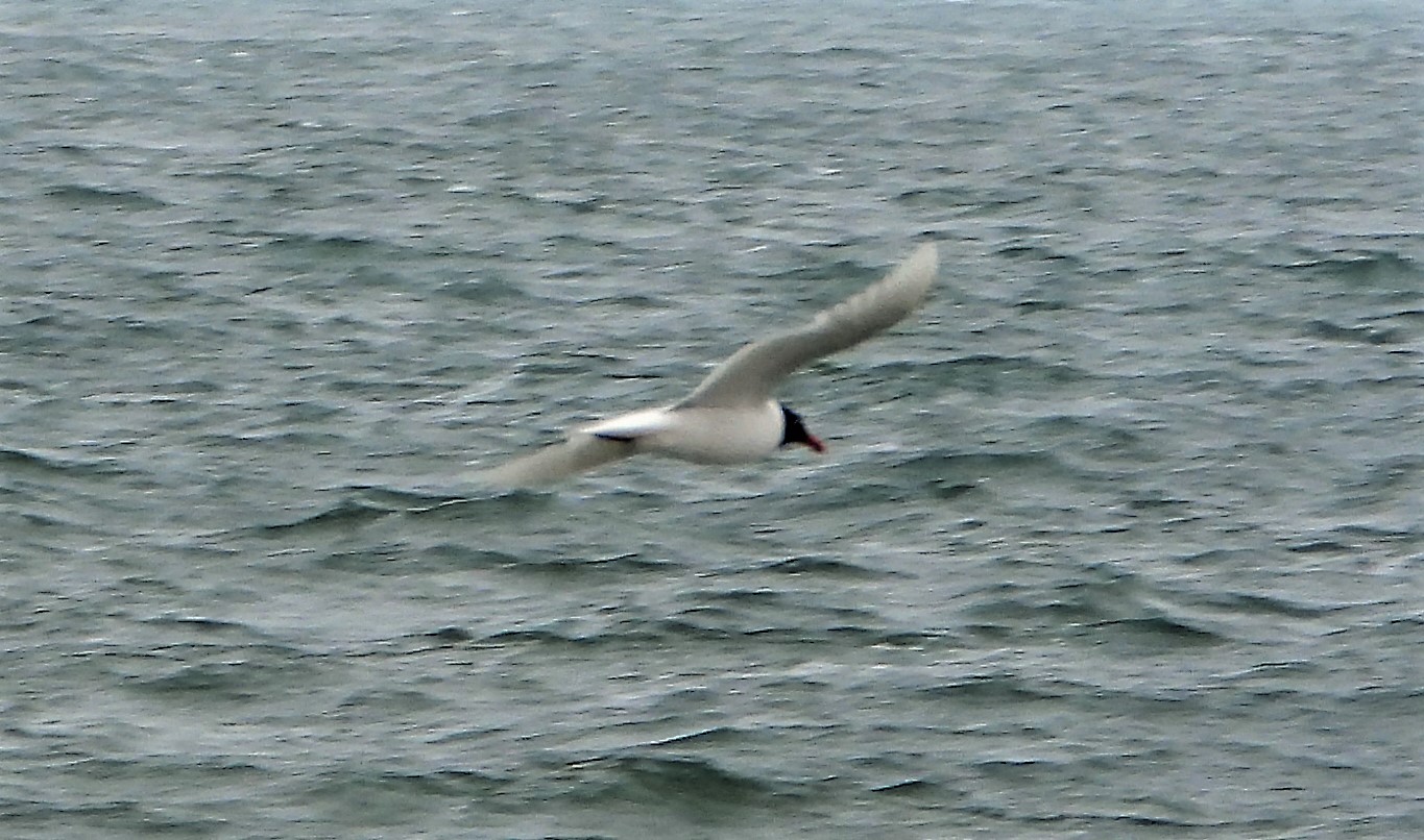 Mediterranean Gull - 27-06-2021