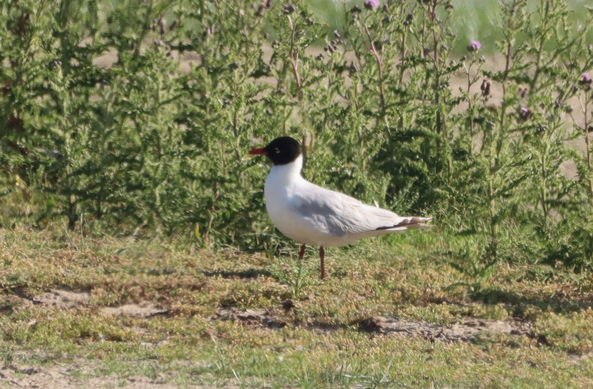 Mediterranean Gull - 29-06-2026