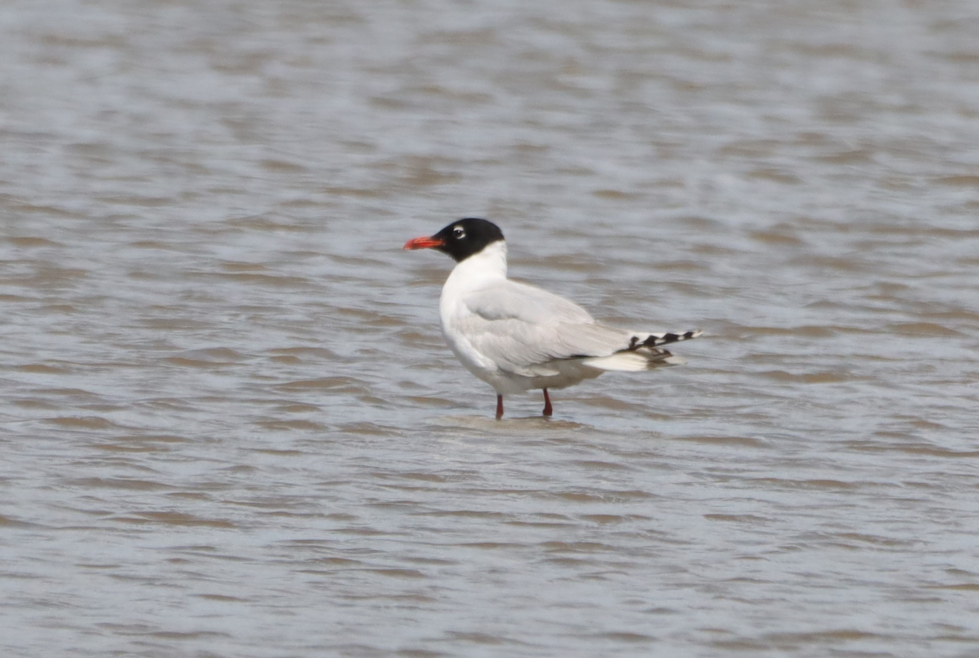 Mediterranean Gull - 04-07-2026