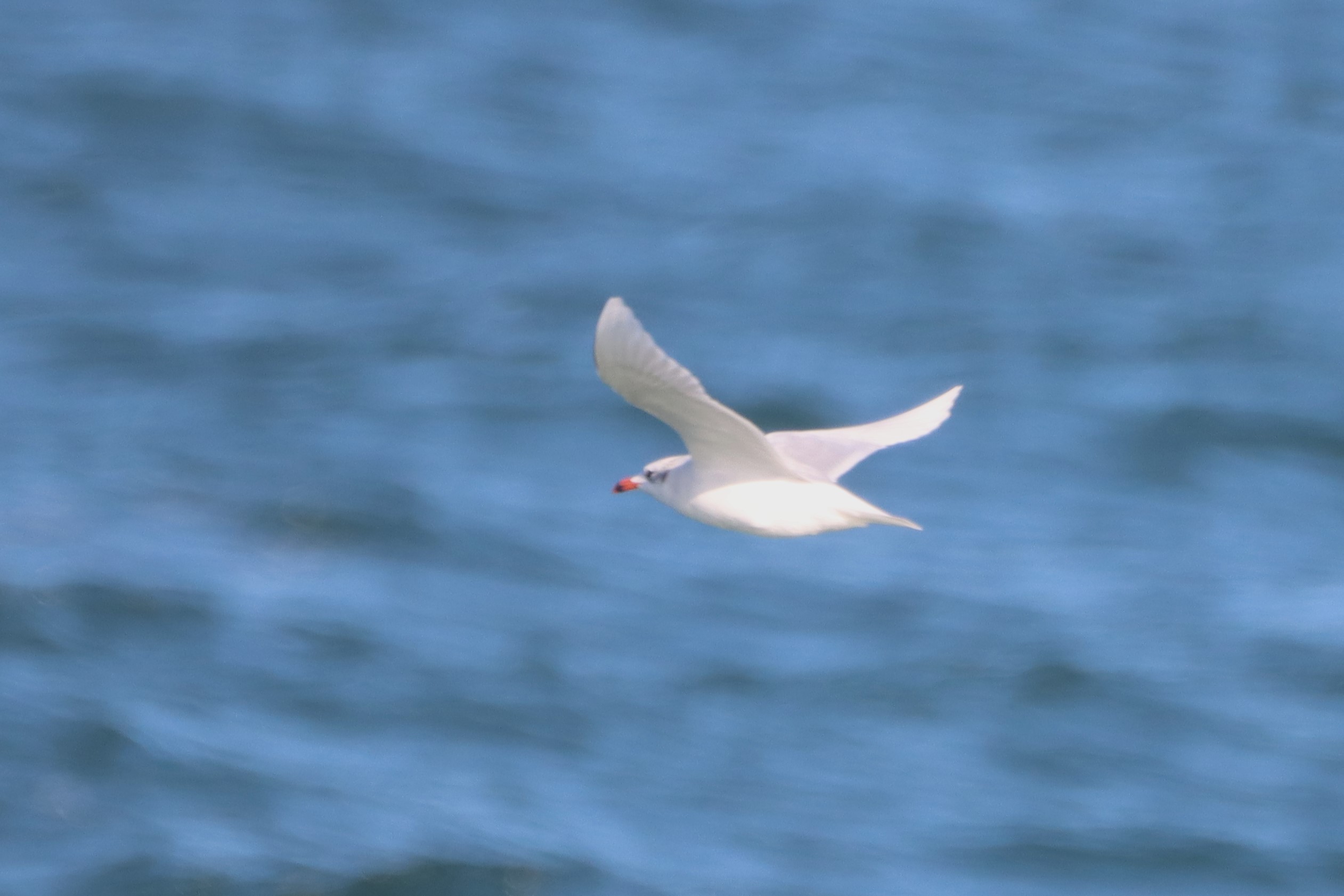 Mediterranean Gull - 16-10-2026