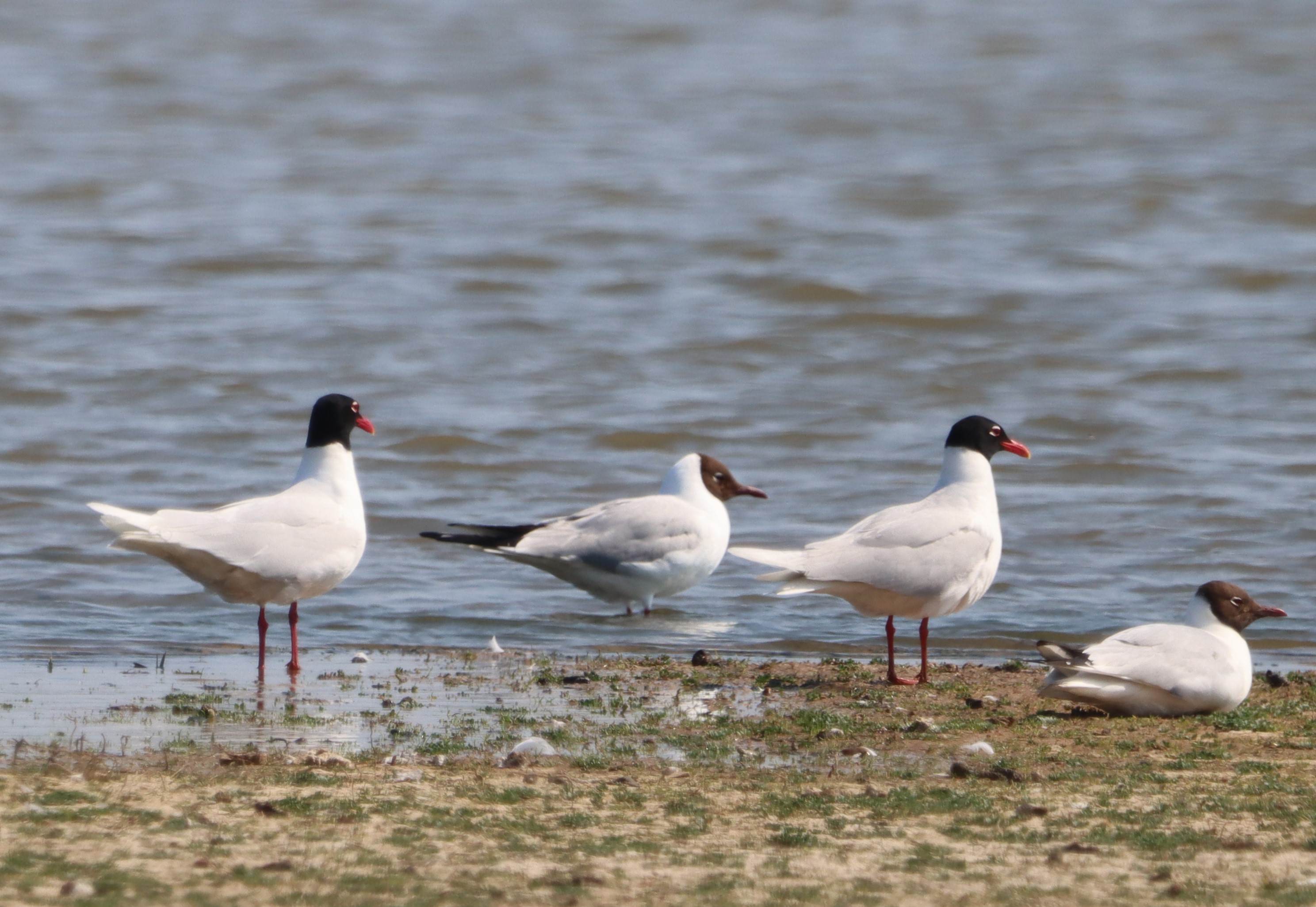 Mediterranean Gull - 10-06-2023