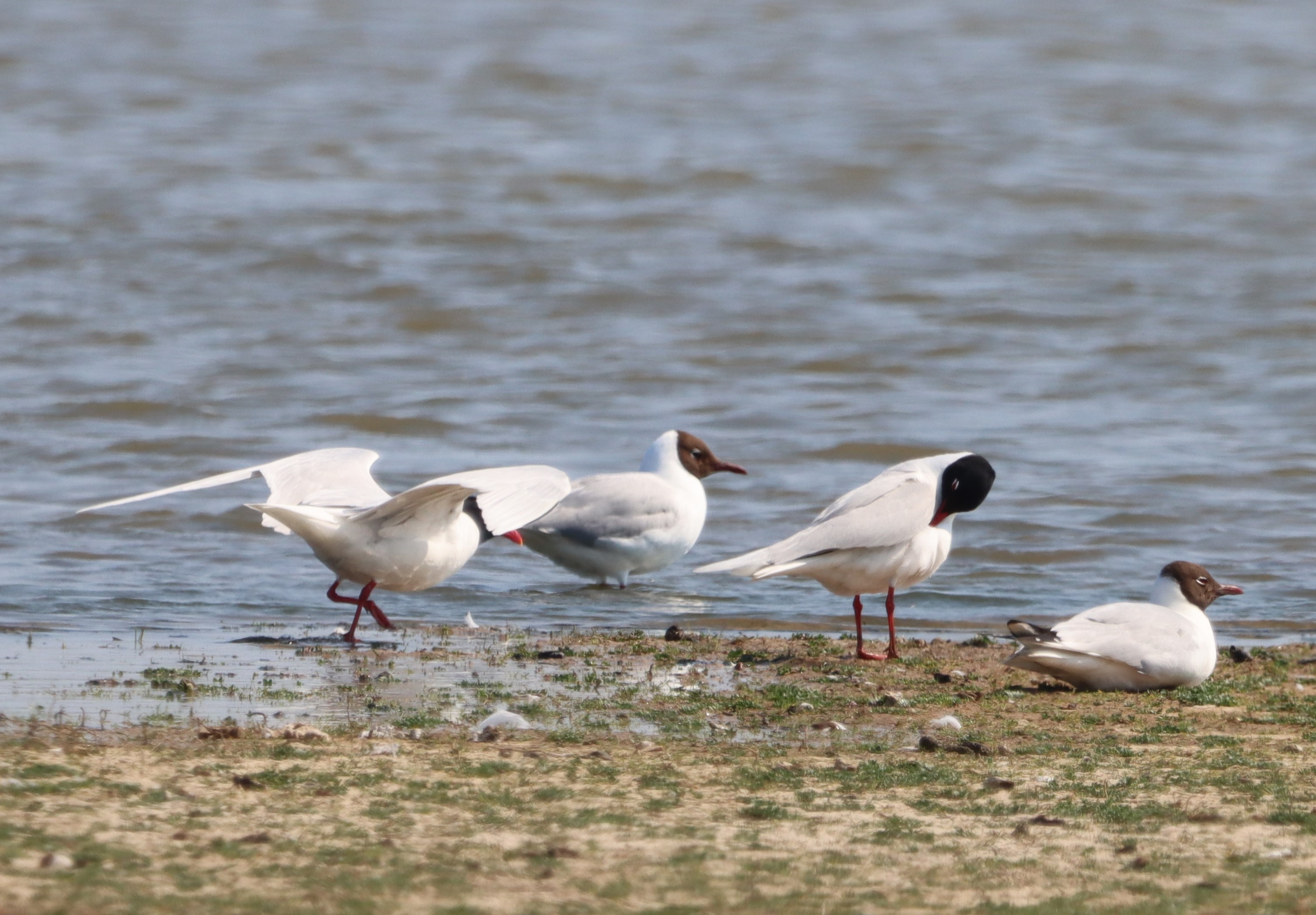 Mediterranean Gull - 10-06-2023