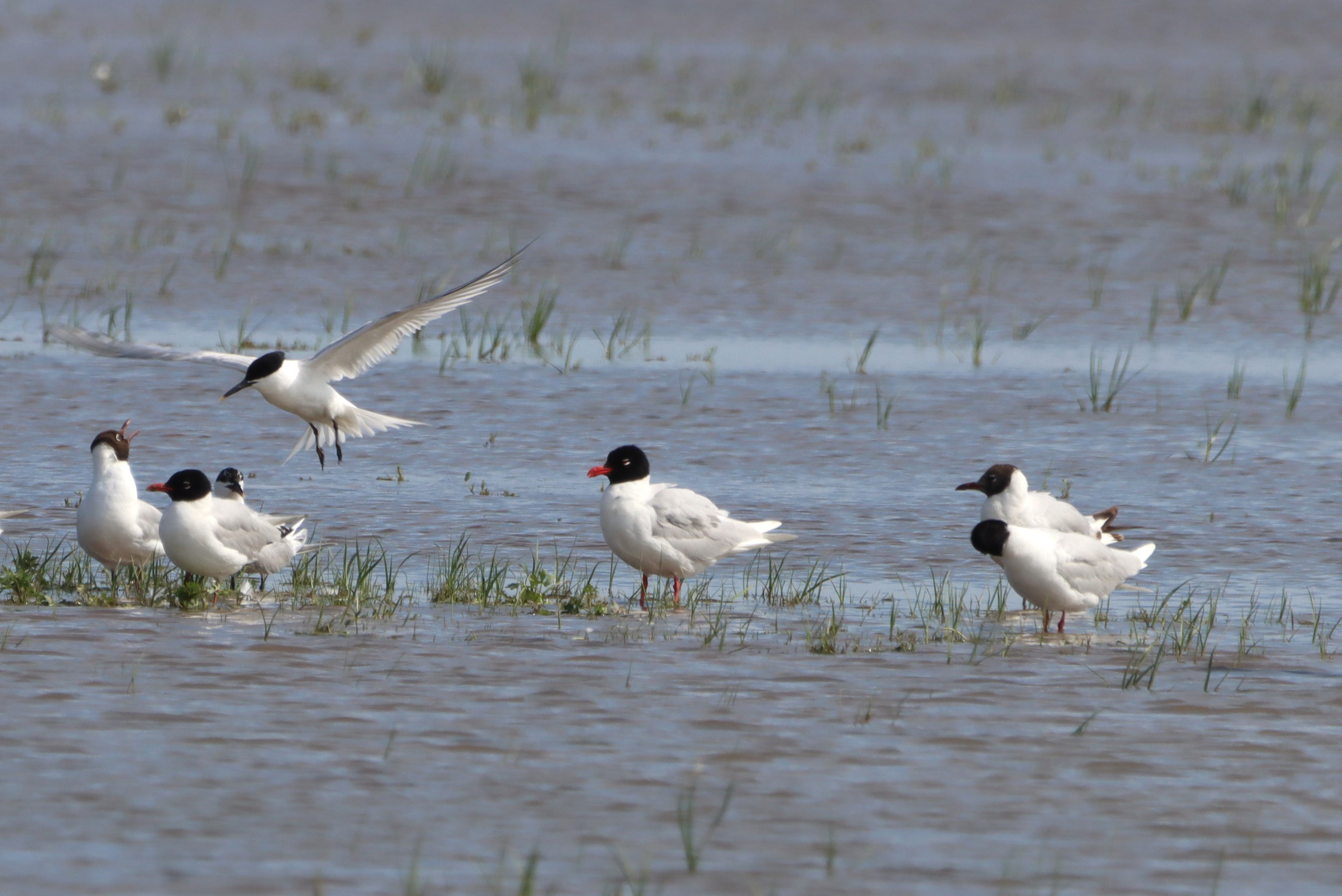 Mediterranean Gull - 27-06-2025