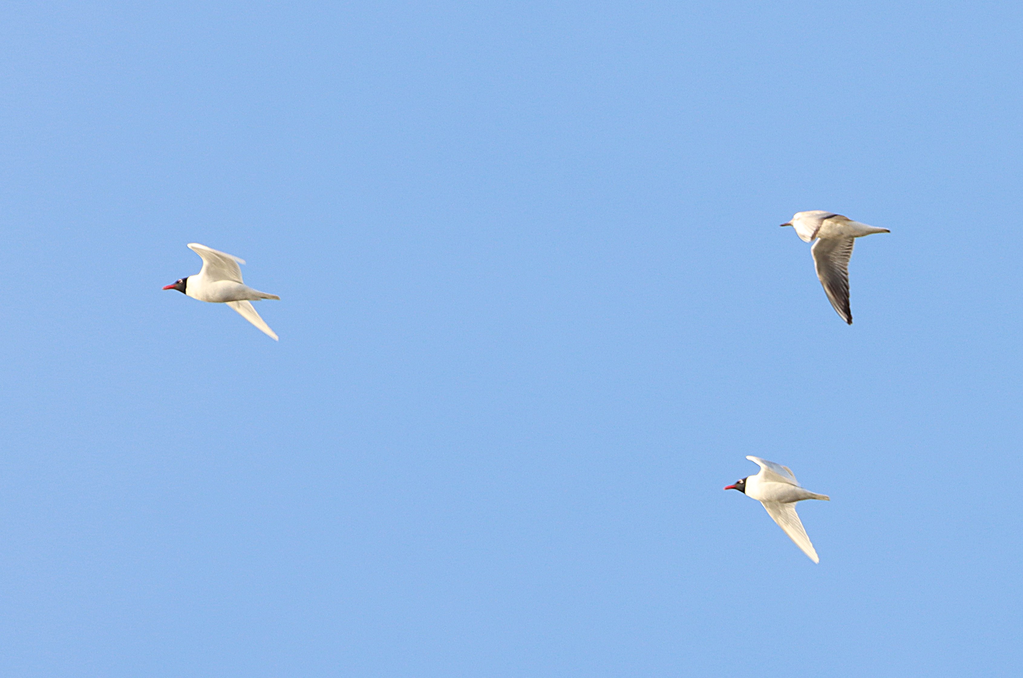 Mediterranean Gull - 28-04-2025