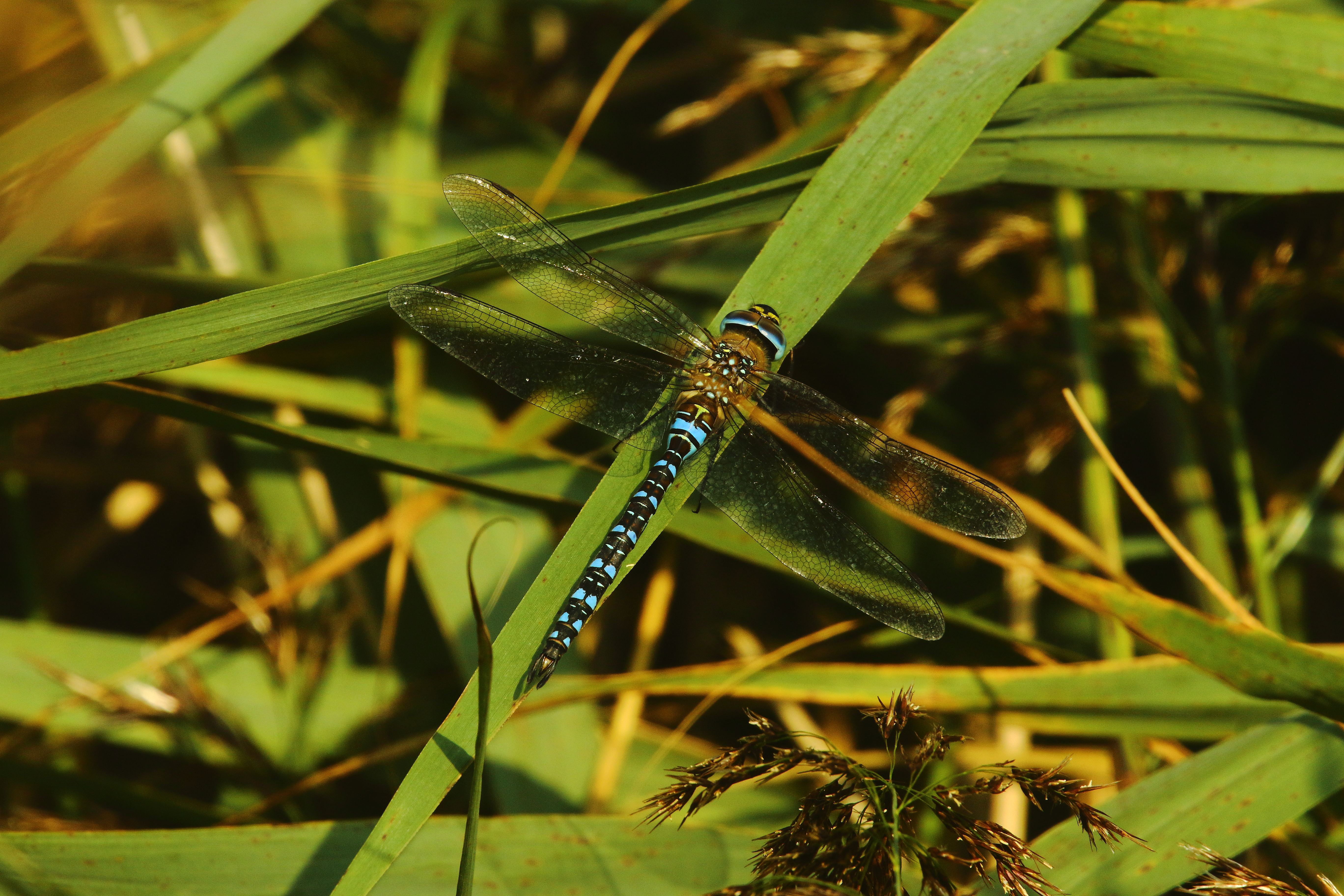 Migrant Hawker - 17-09-2021