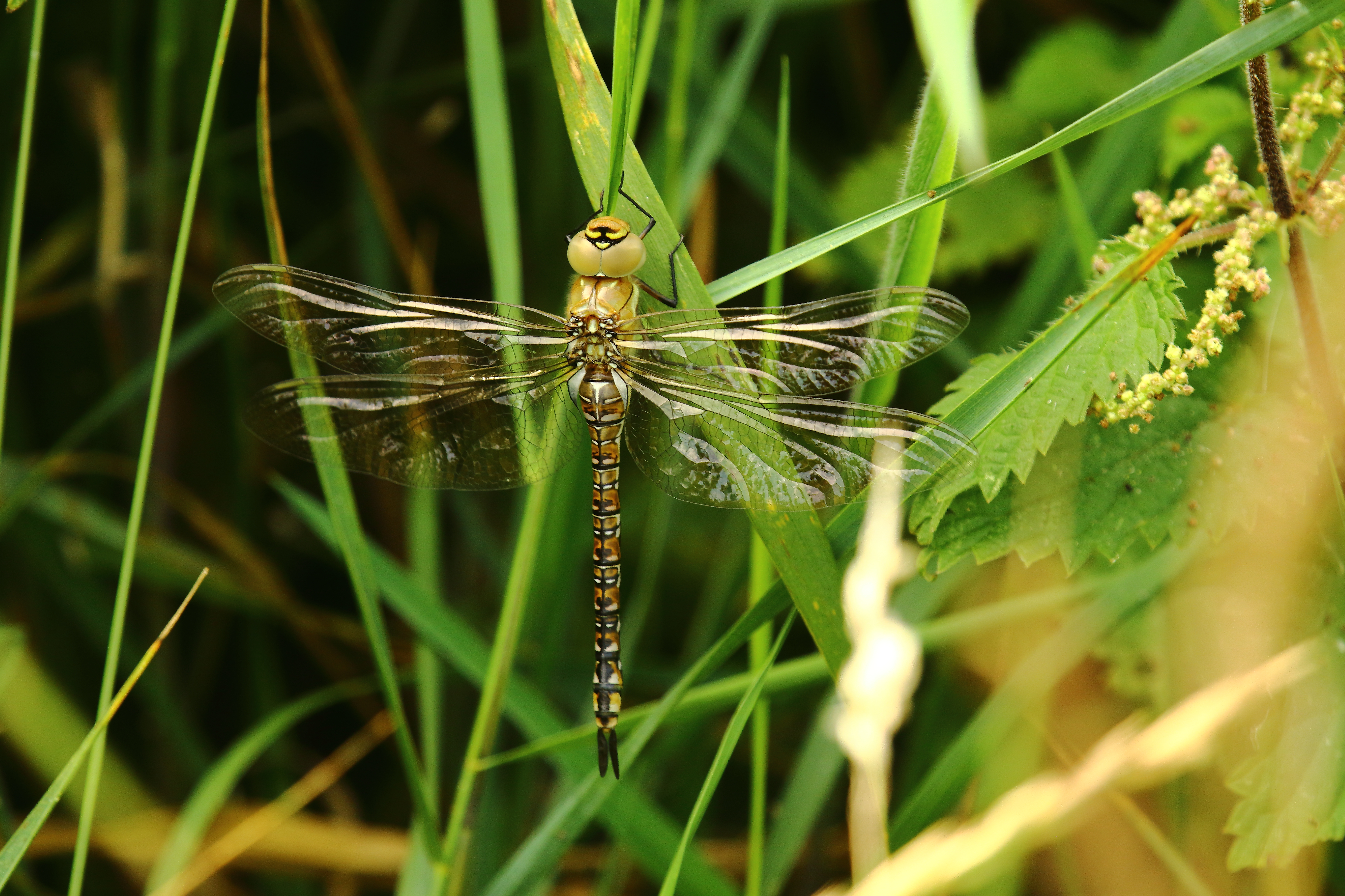 Migrant Hawker - 17-08-2021