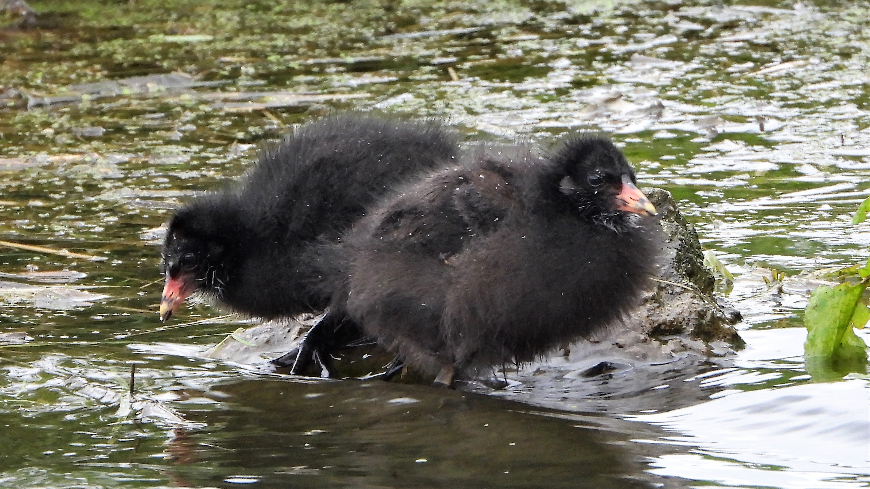 Moorhen - 22-05-2021