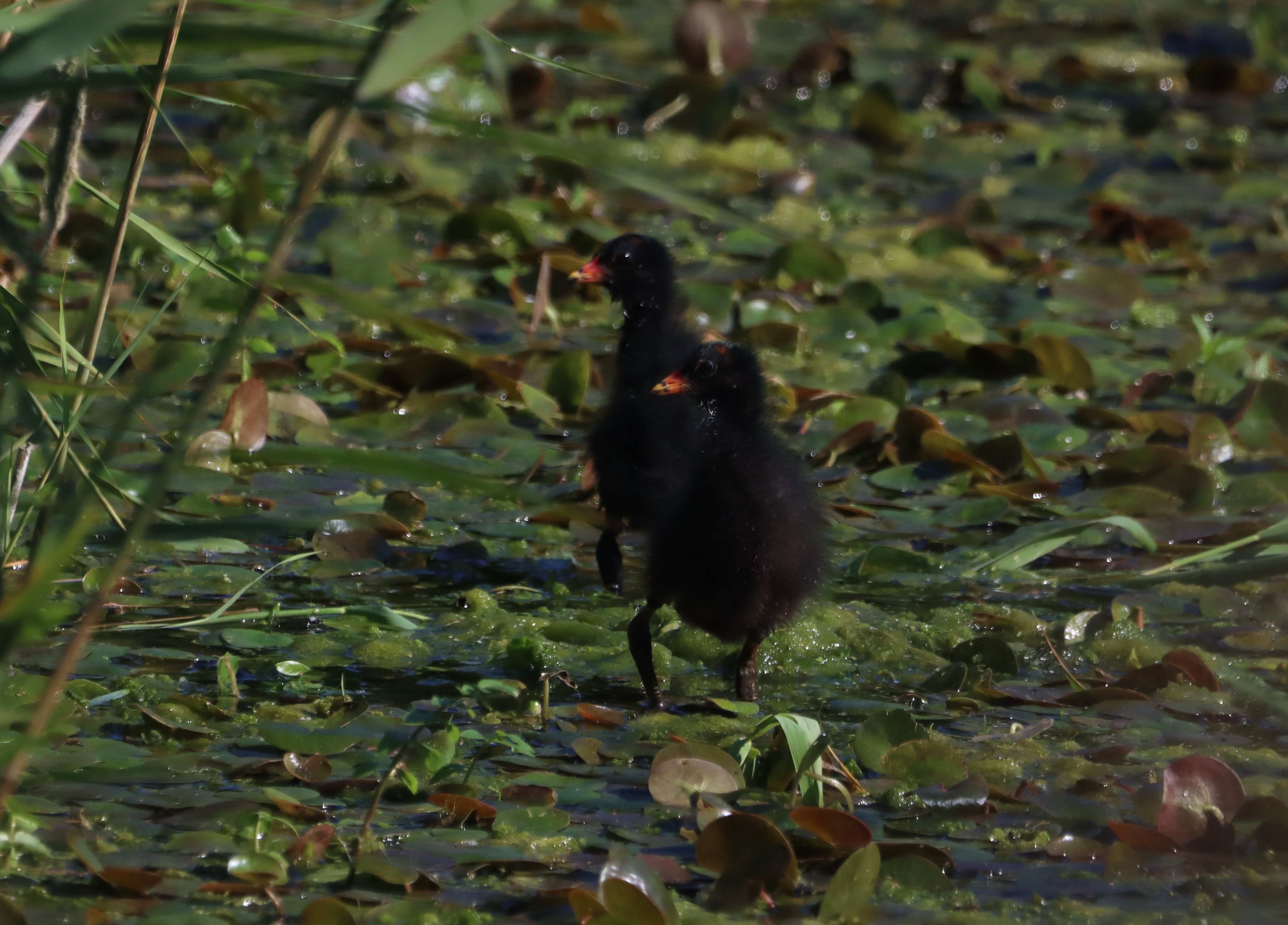 Moorhen - 15-08-2025