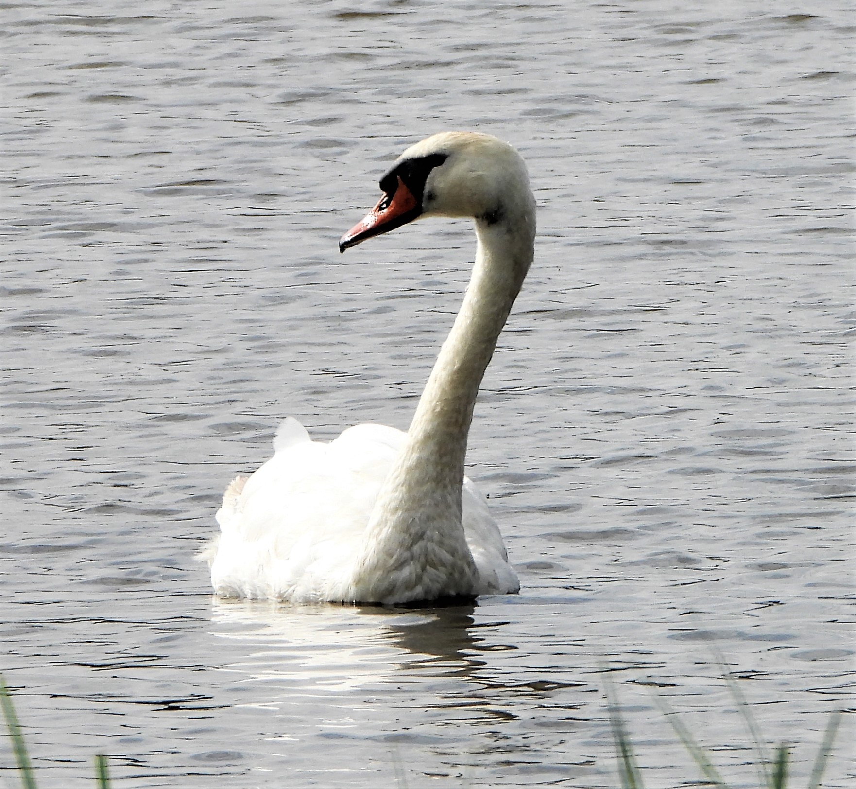 Mute Swan - 23-07-2022