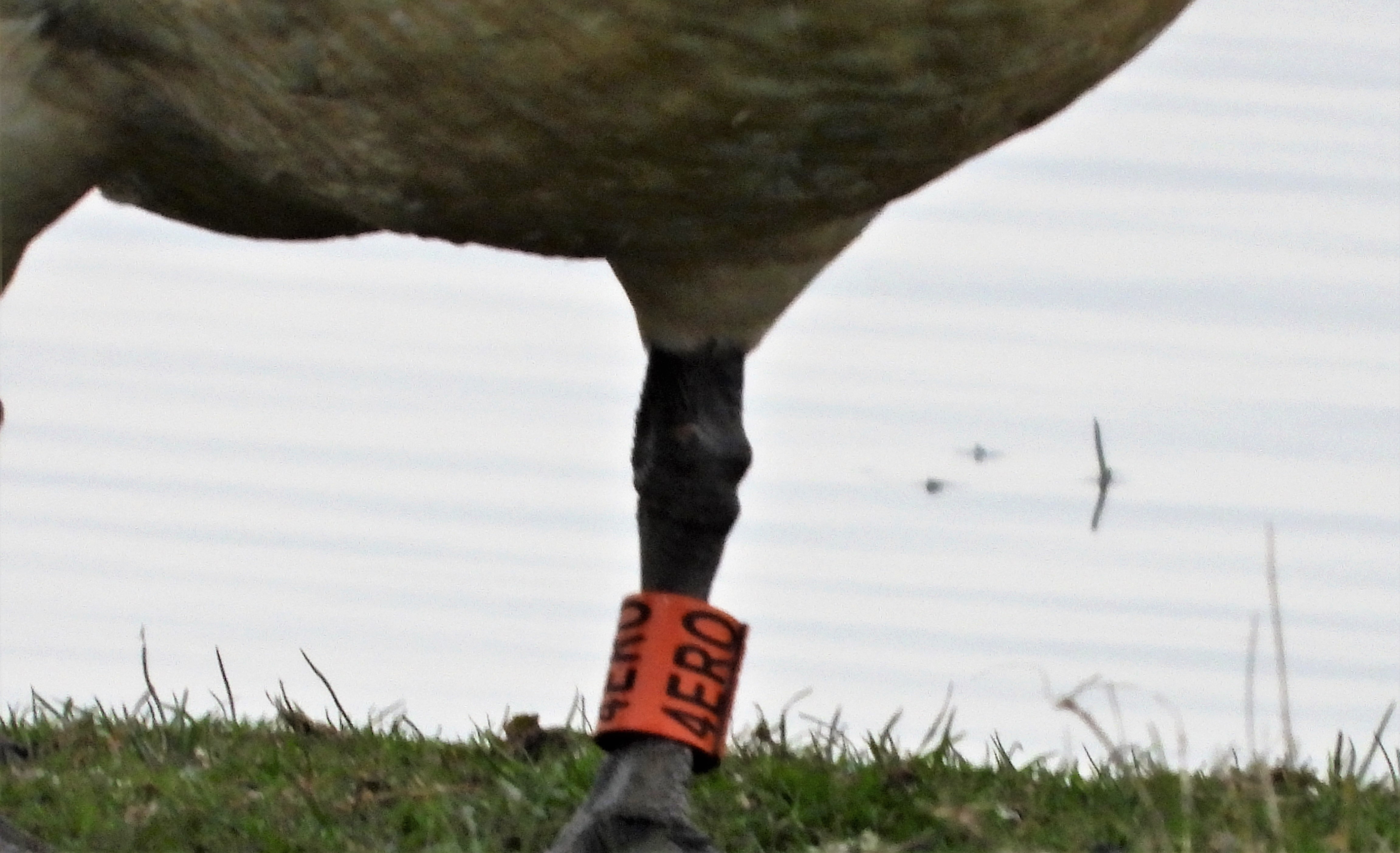 Mute Swan - 01-05-2022