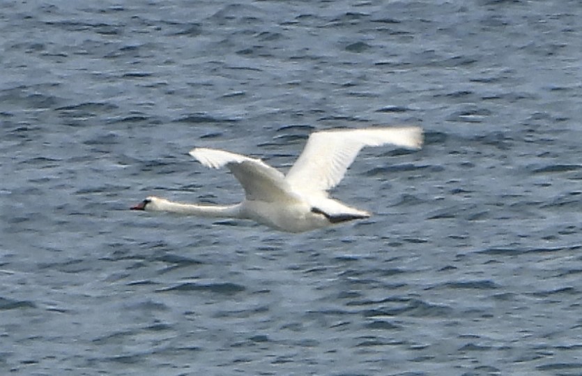 Mute Swan - 12-08-2021