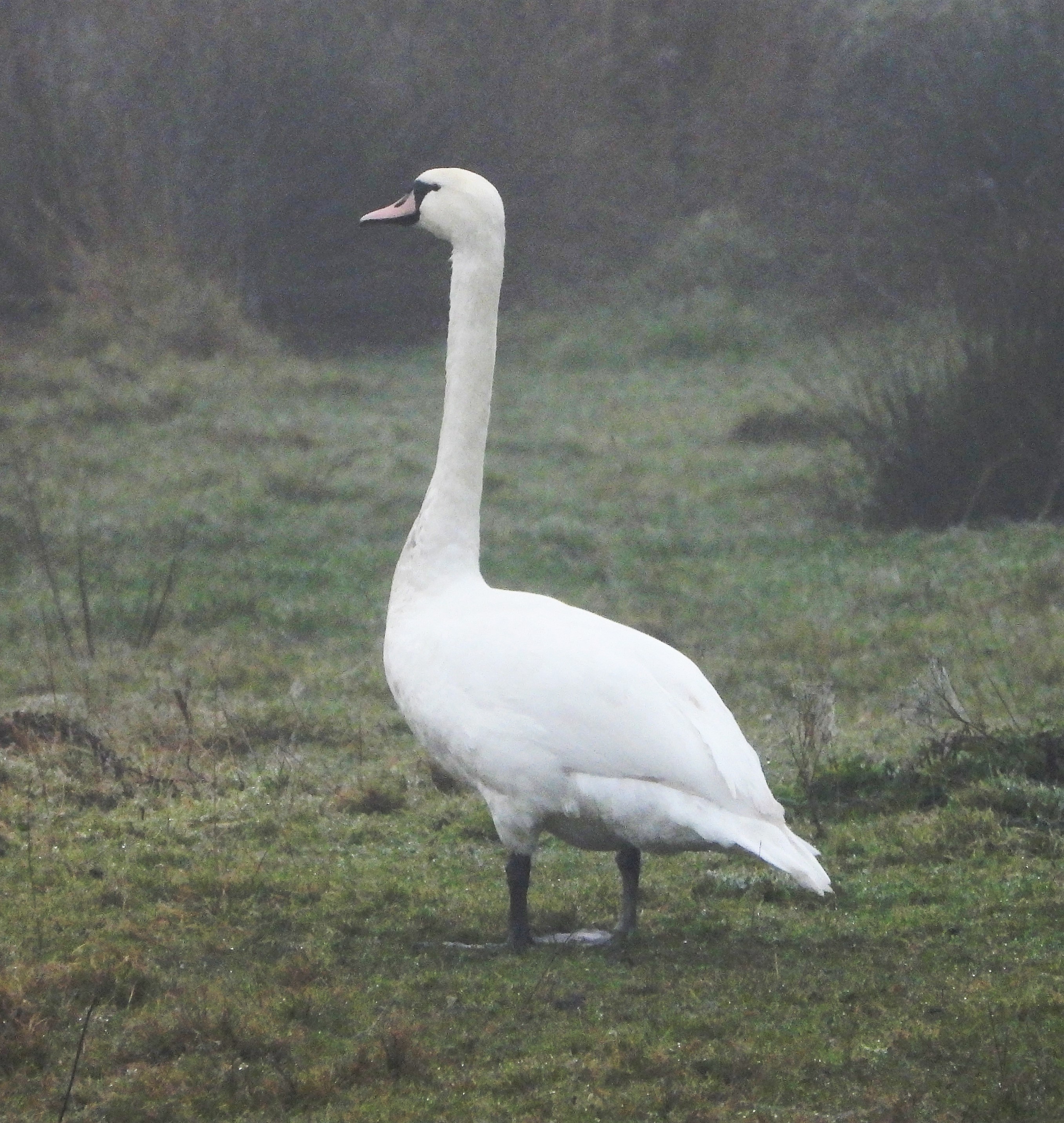 Mute Swan - 18-12-2021