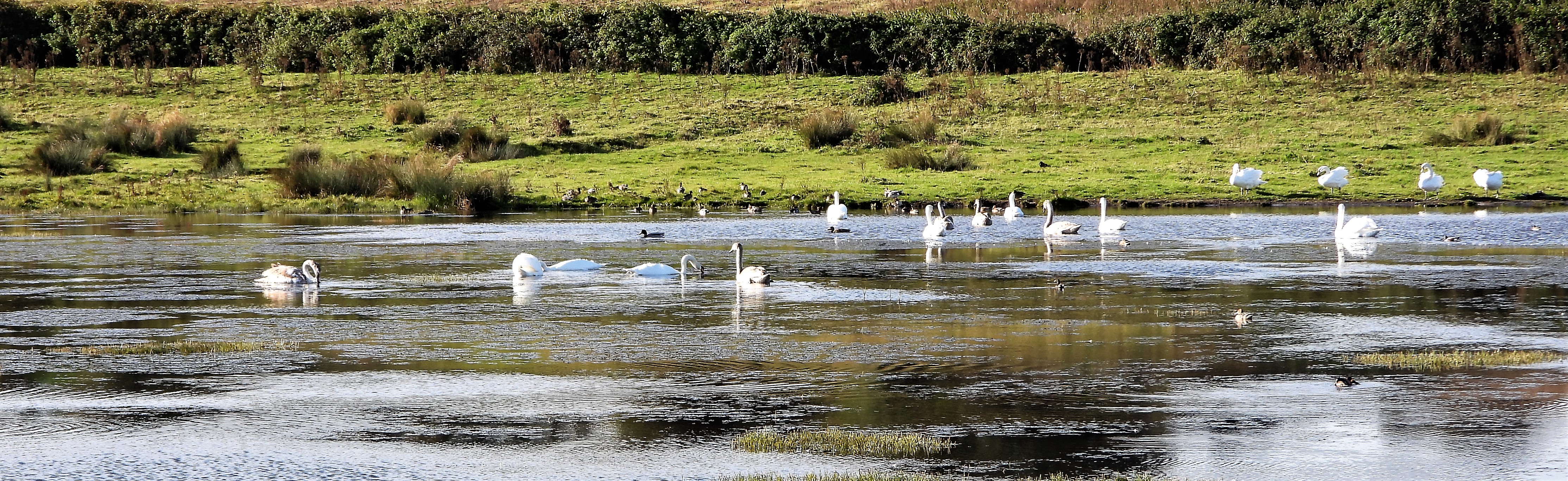 Mute Swan - 26-10-2021