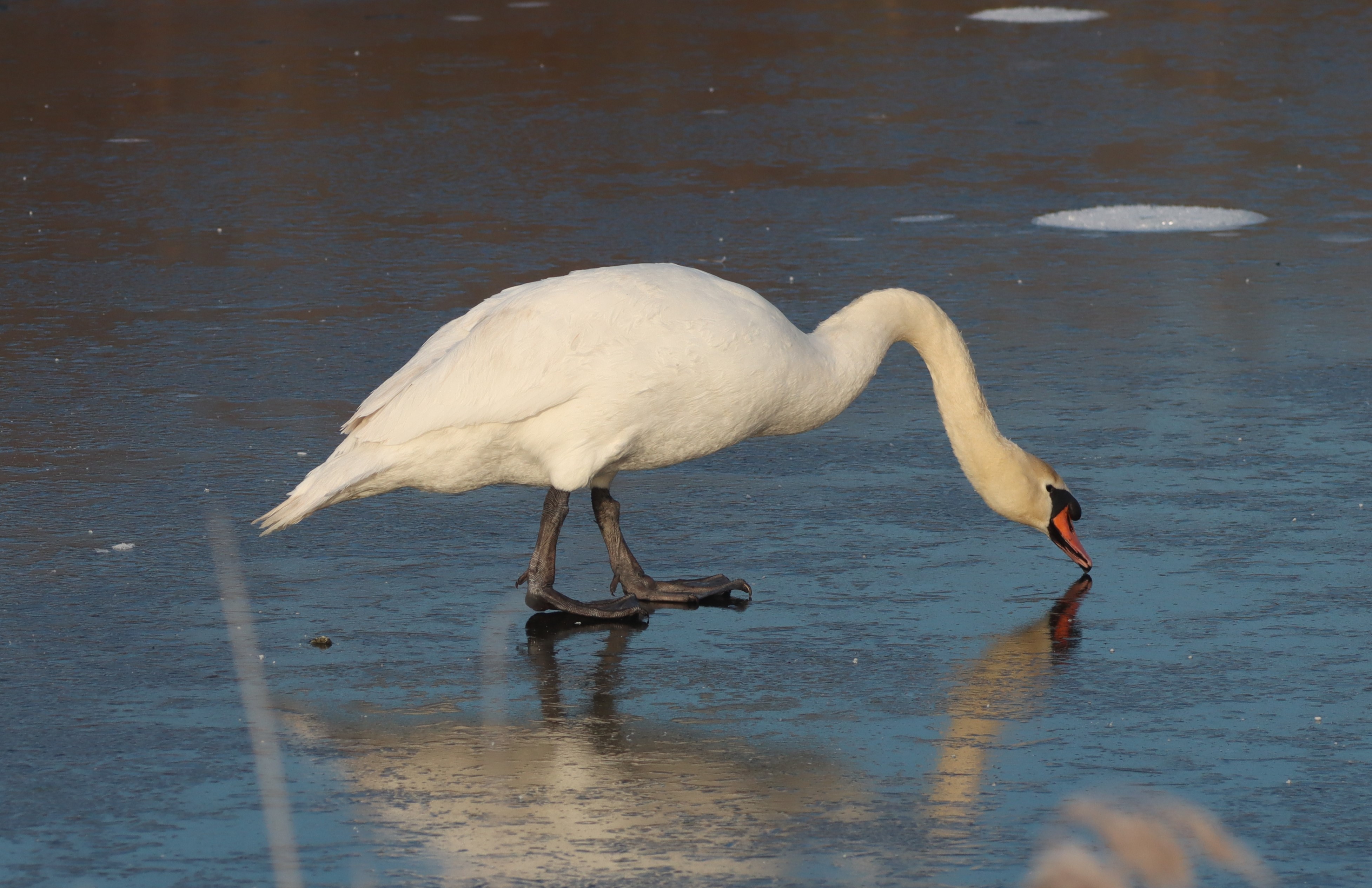 Mute Swan - 13-12-2022