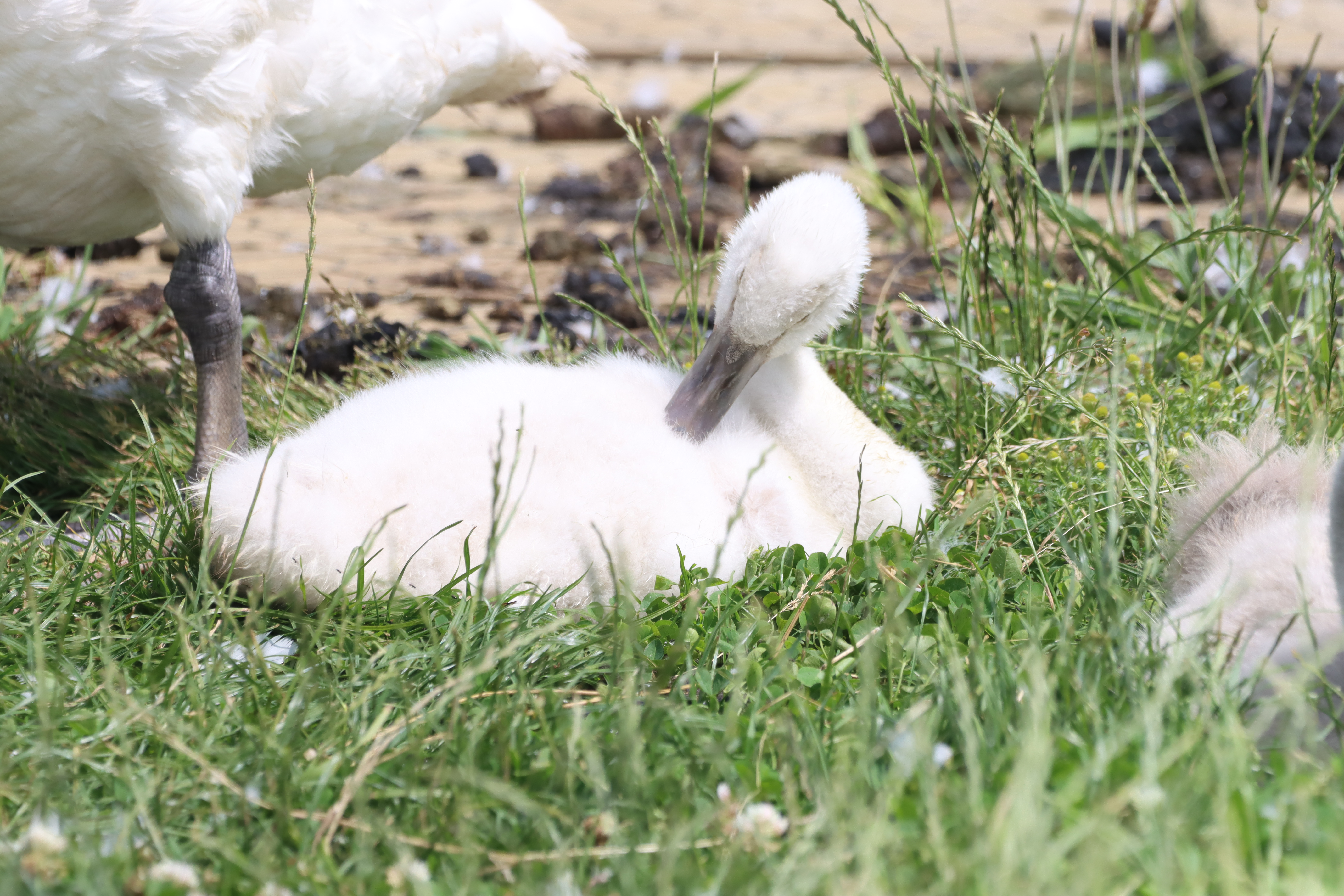 Mute Swan - 04-07-2026