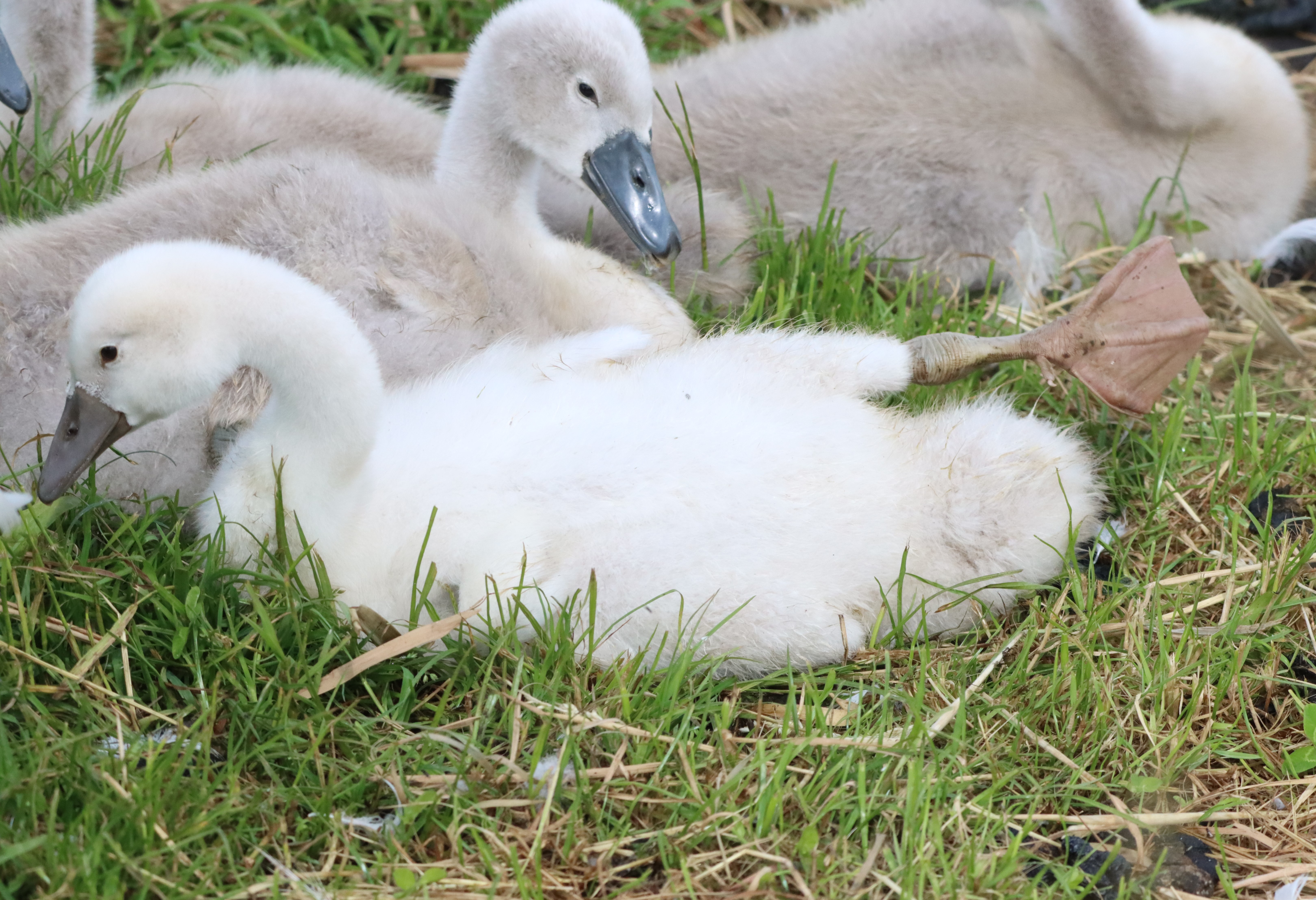 Mute Swan - 15-06-2024