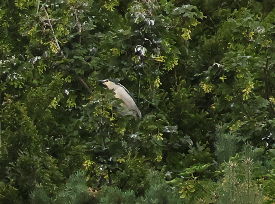 Night-heron - 25-06-2025