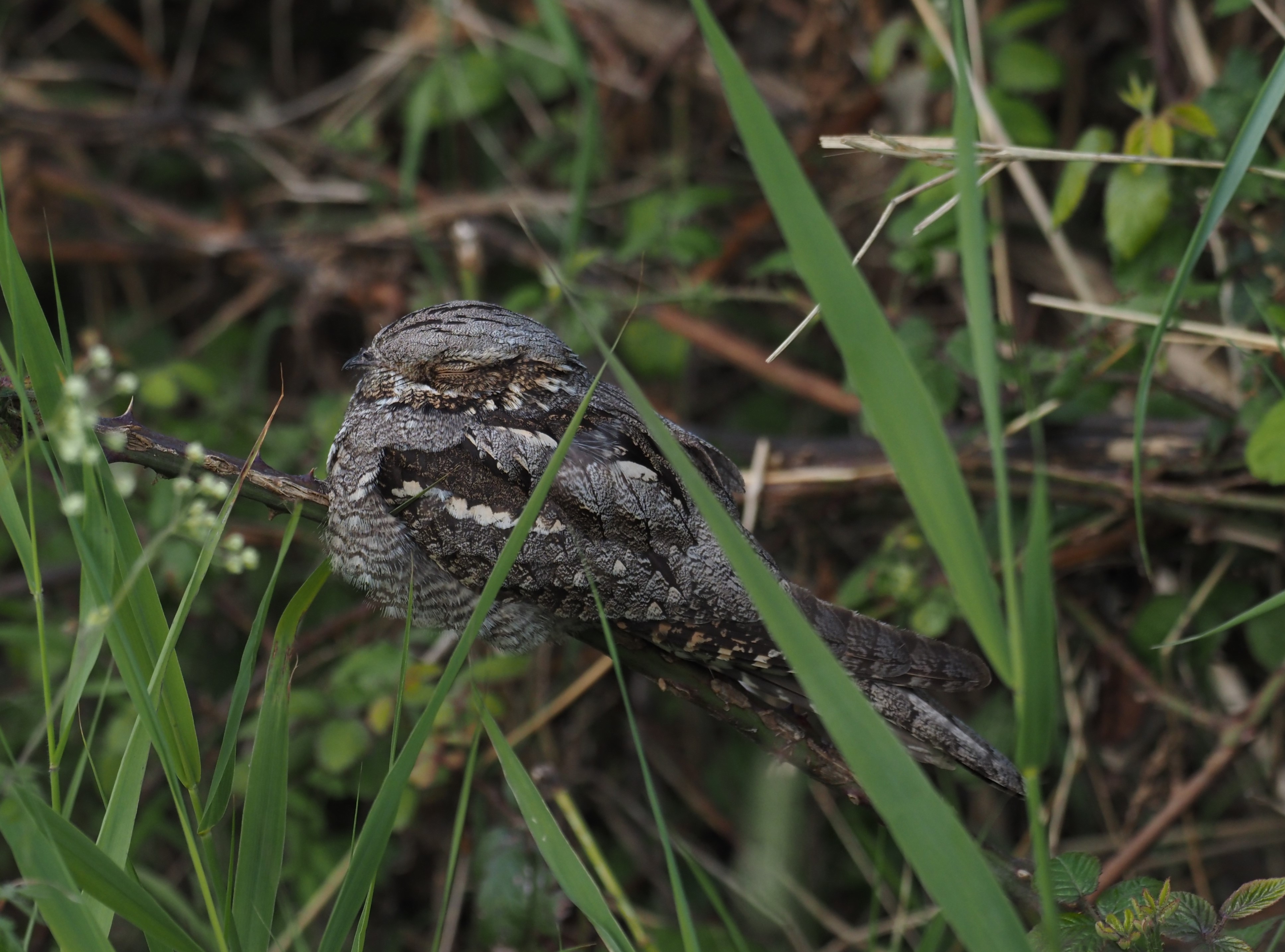 Nightjar - 06-06-2024