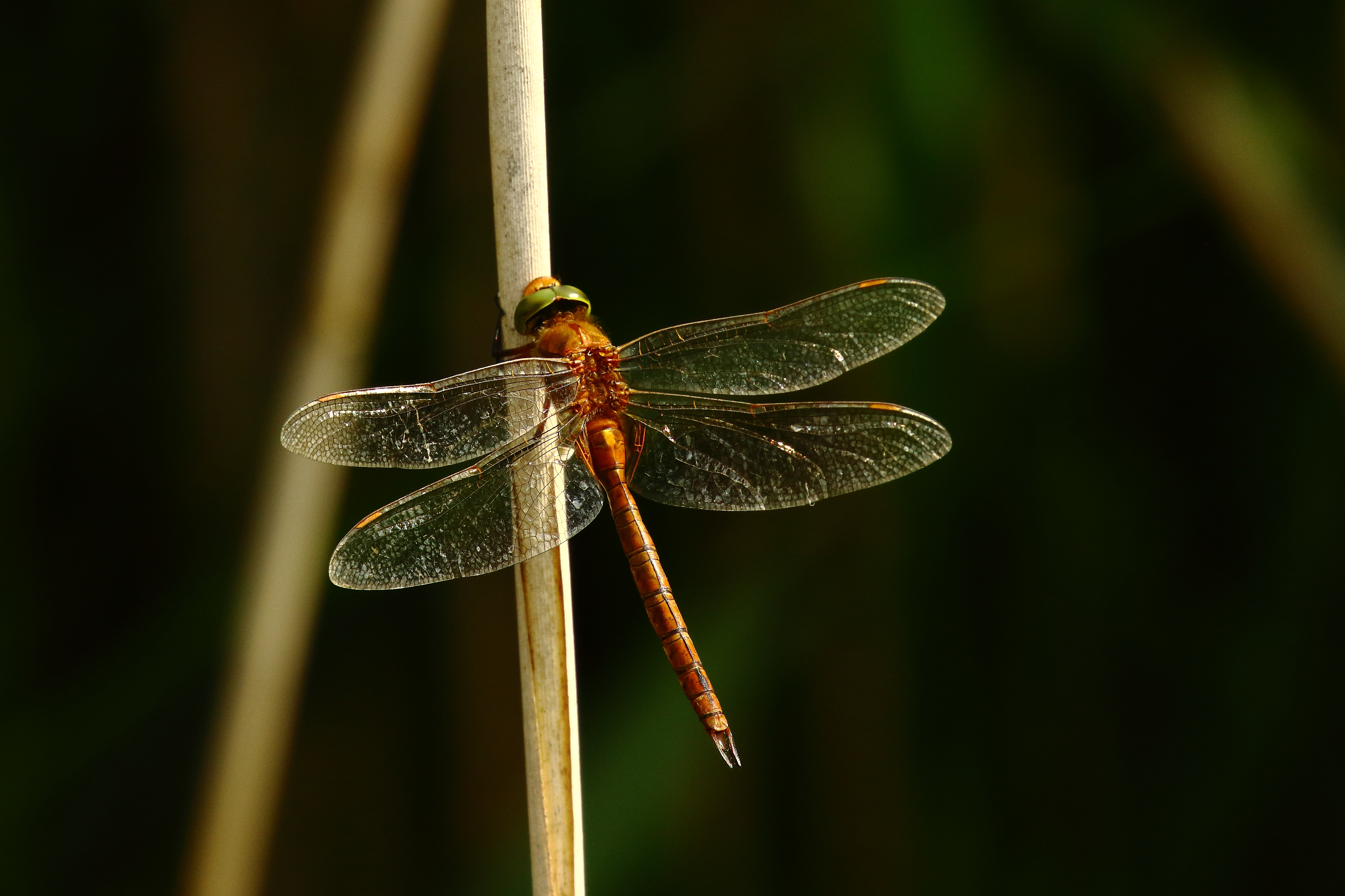 Norfolk Hawker - 11-07-2021