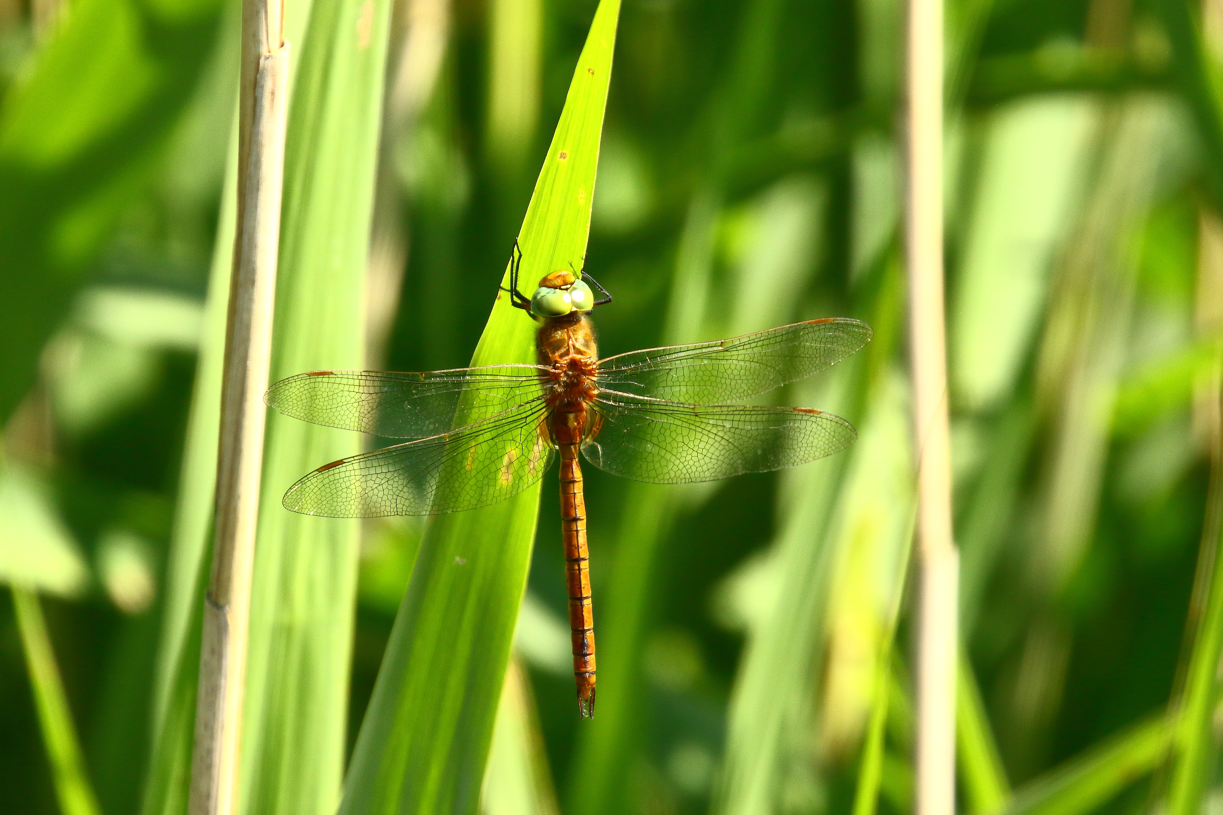 Norfolk Hawker - 23-06-2021