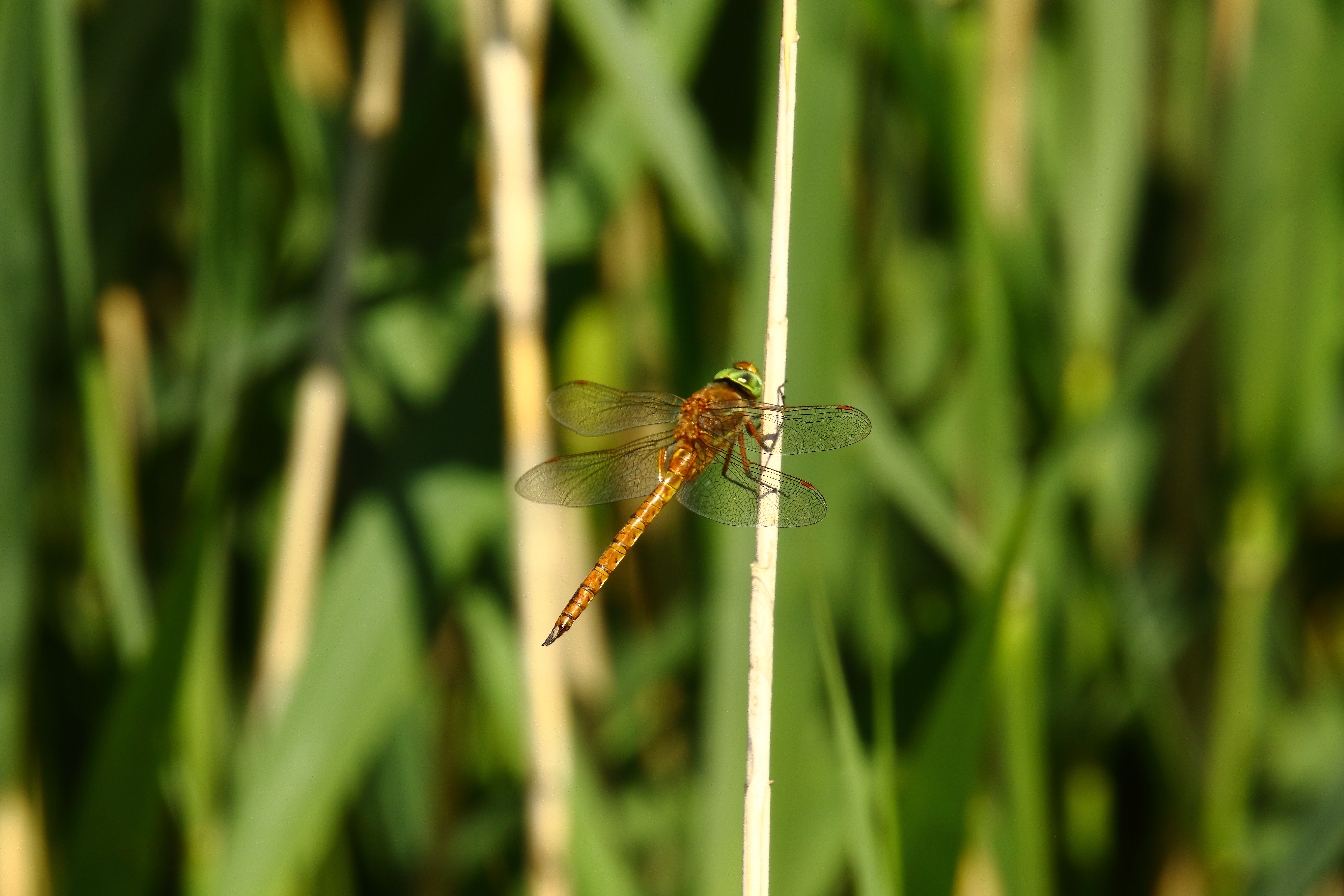 Norfolk Hawker - 23-06-2021