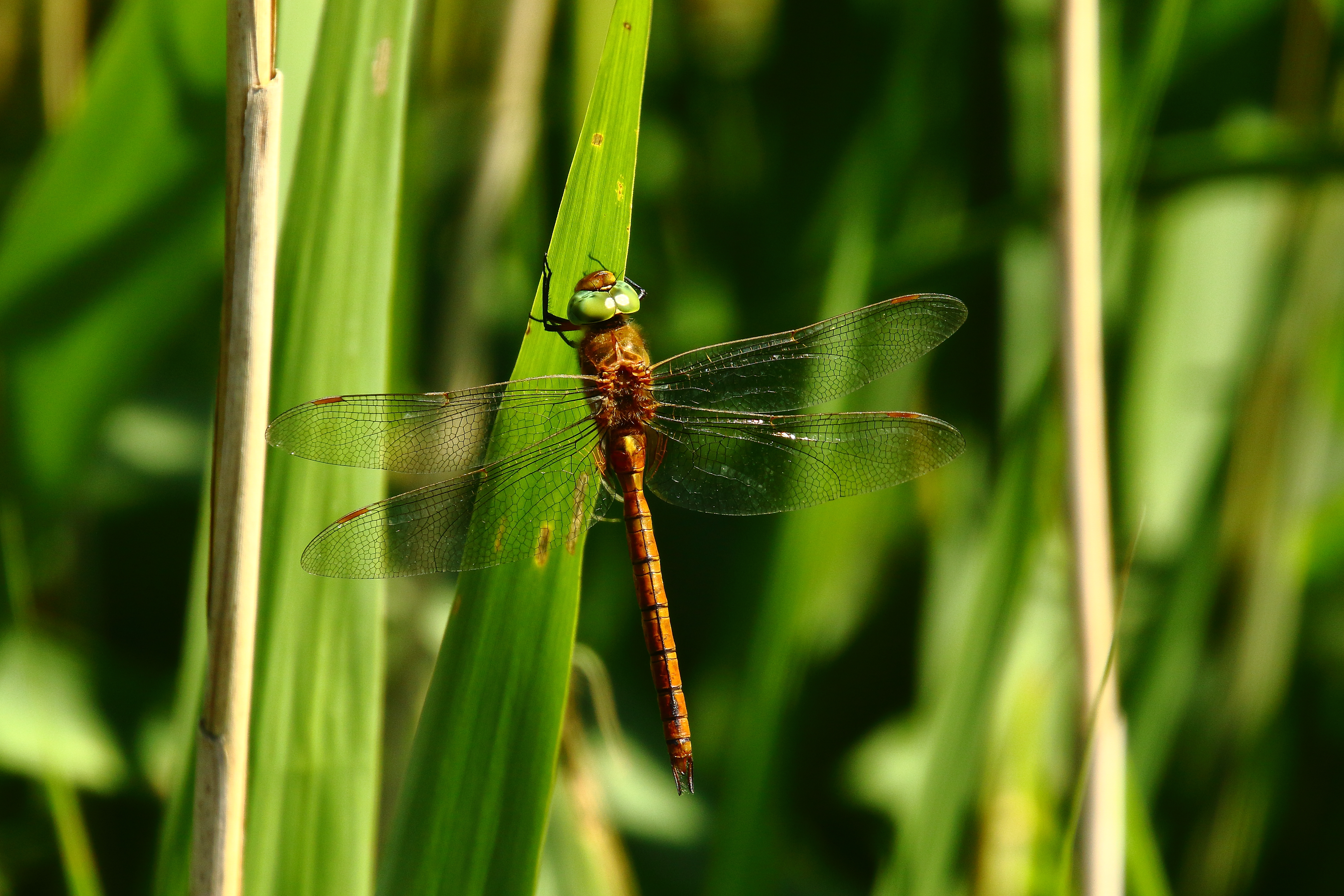 Norfolk Hawker - 23-06-2021