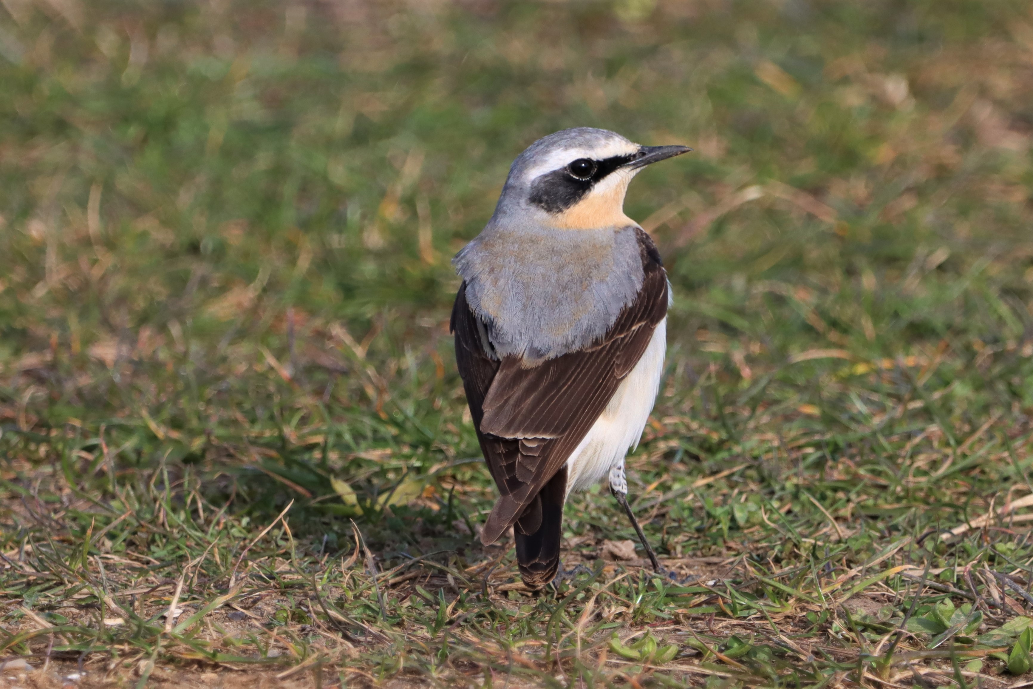 Wheatear - 26-03-2021