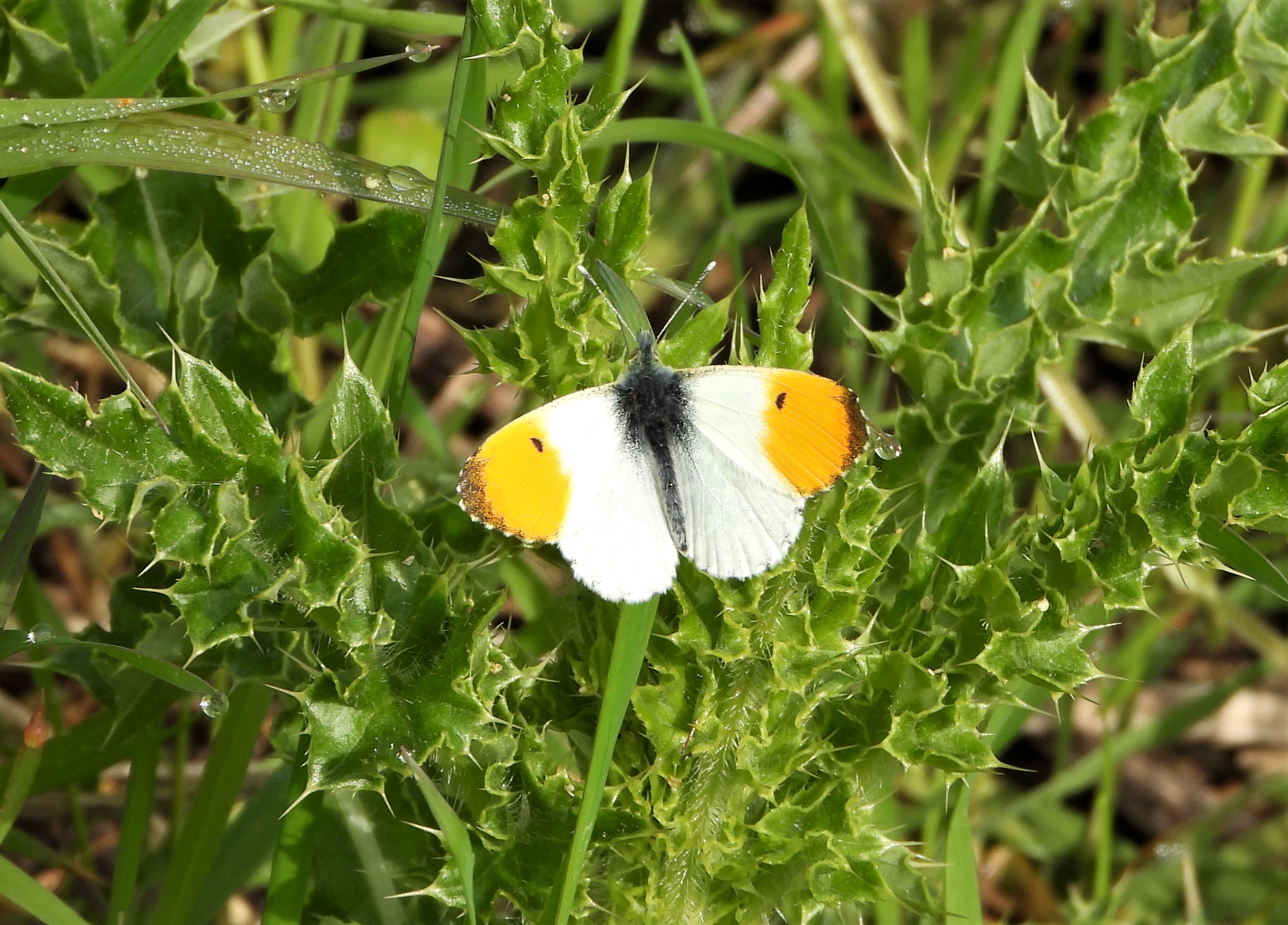 Orange tip - 06-05-2023